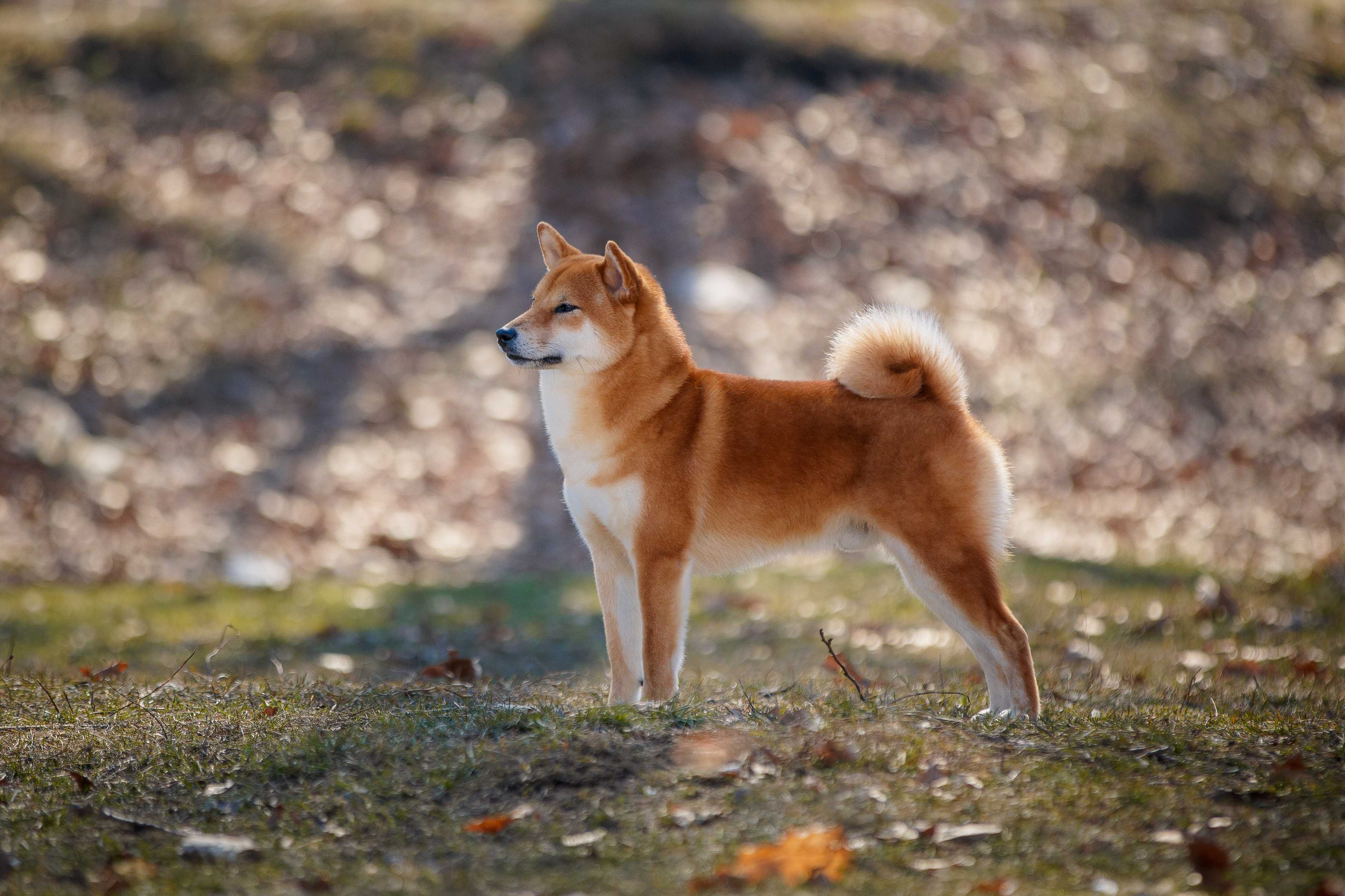 Shiba