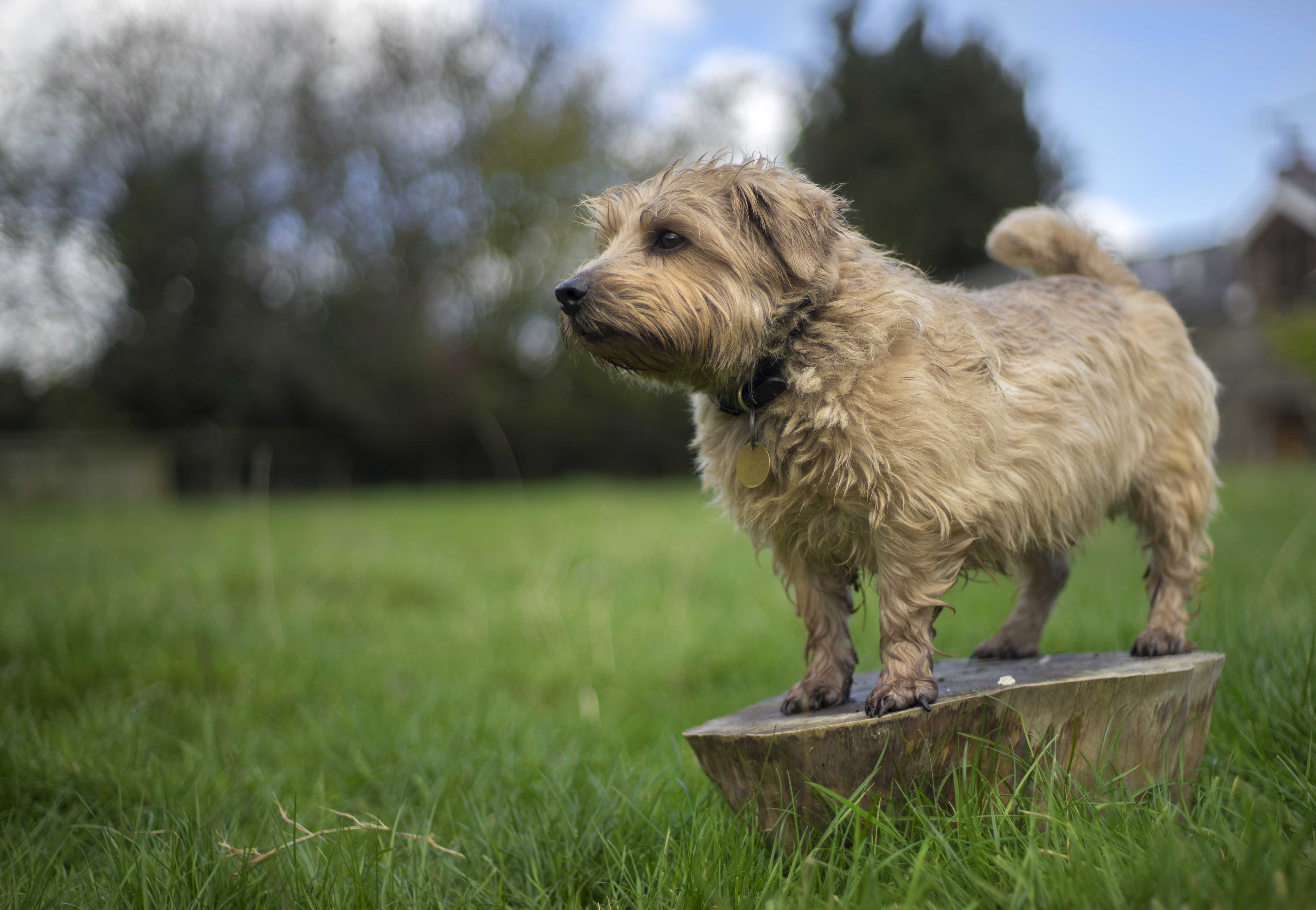 Norfolk terrier Norfolk terrier