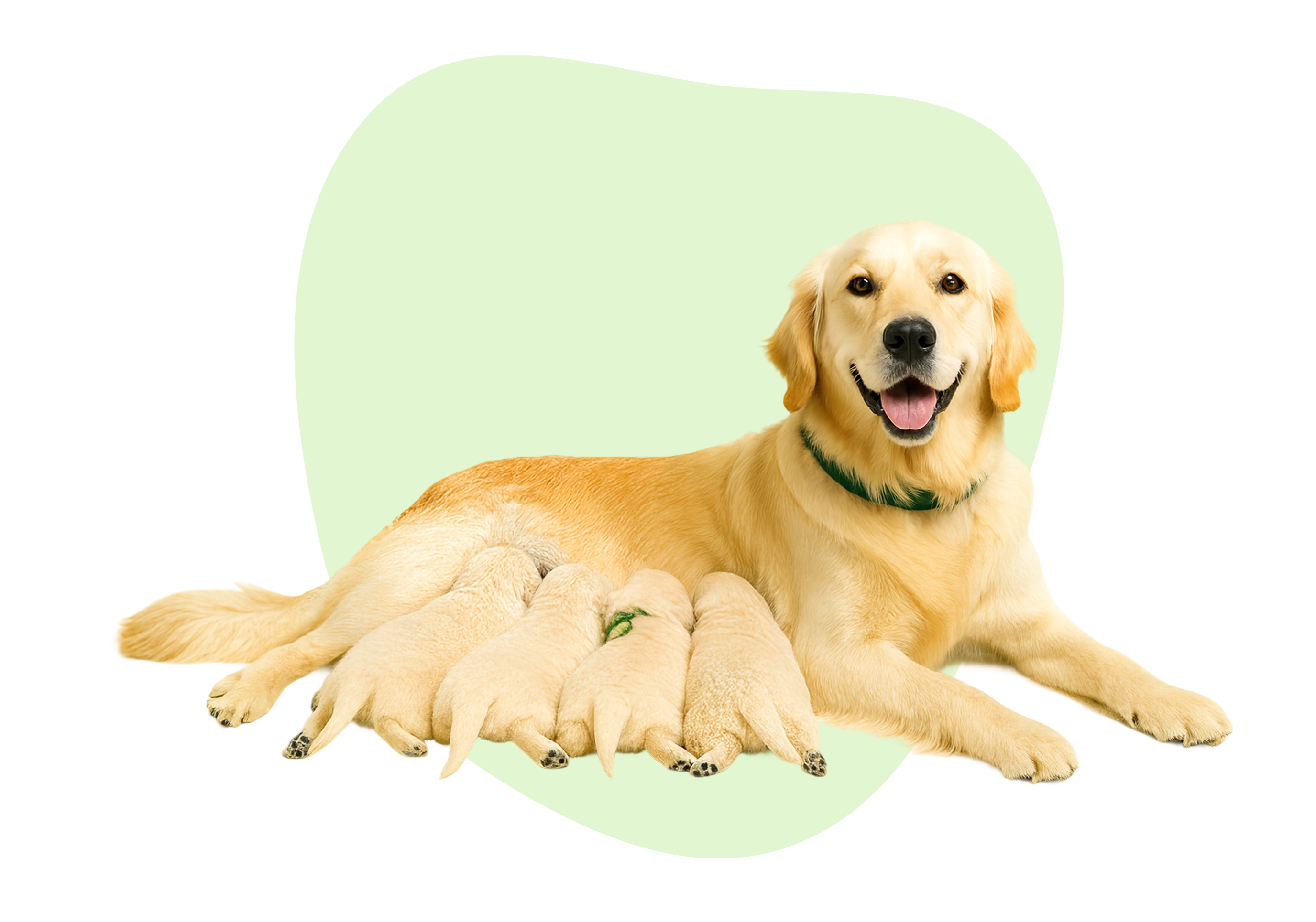 Tegn på at fødselen er i gang