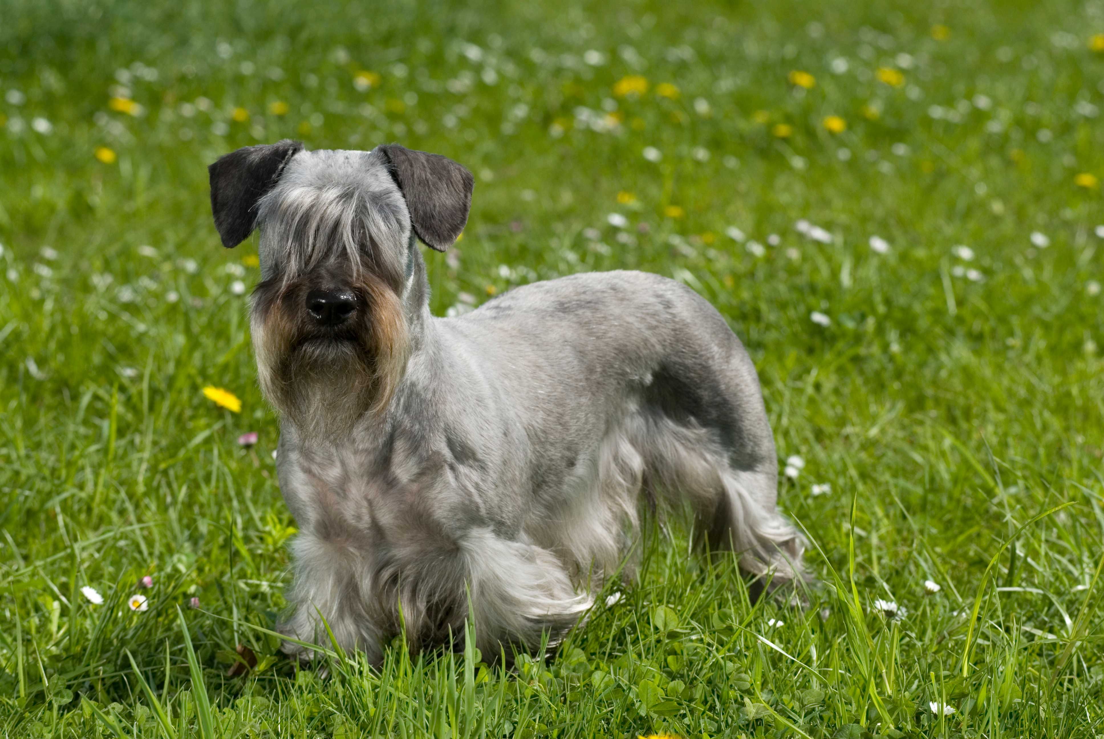 Cesky terrier Cesky terrier