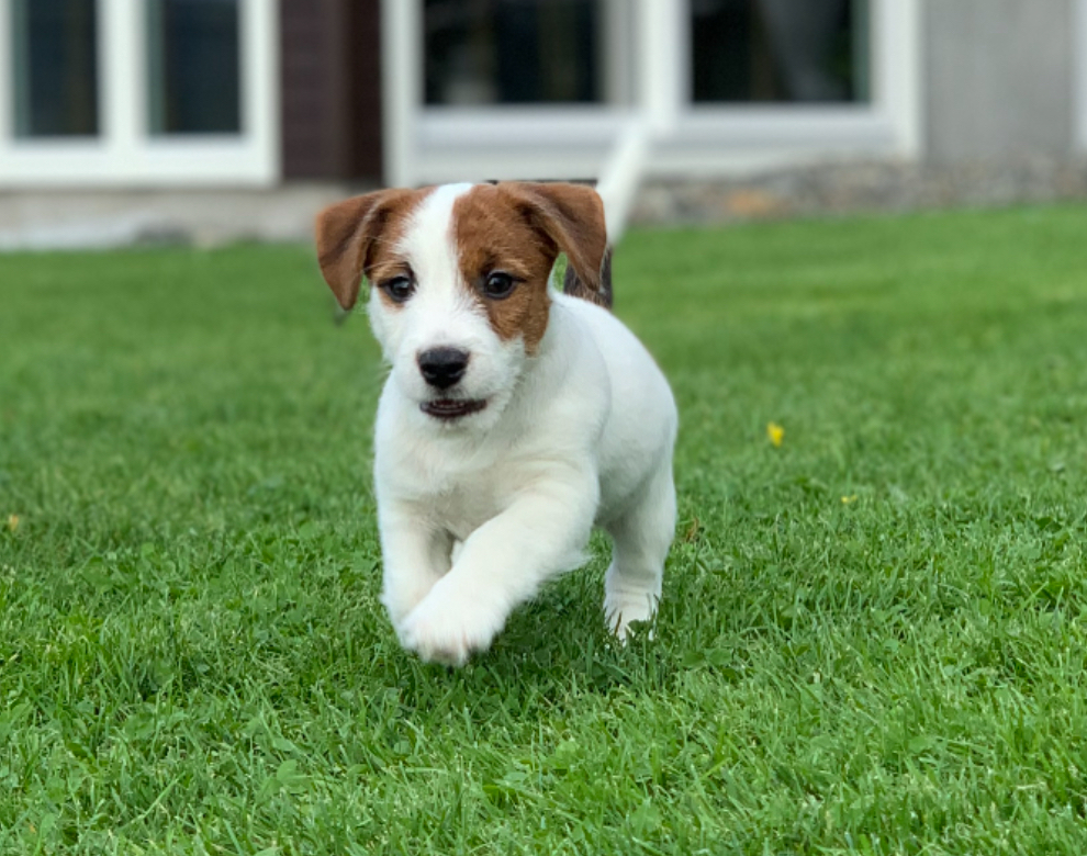 Jack russell terrier