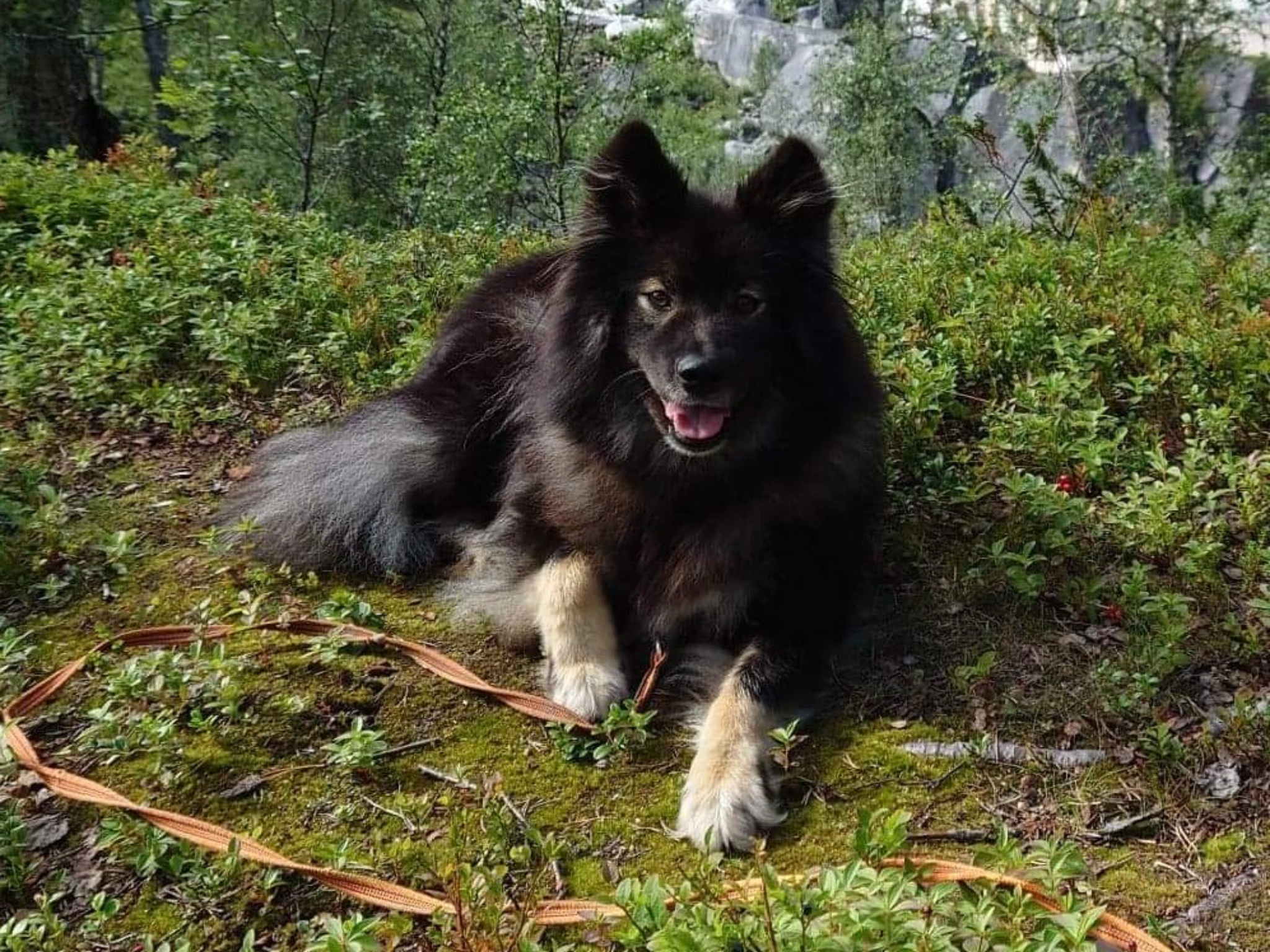 Lapphunden’s H kull