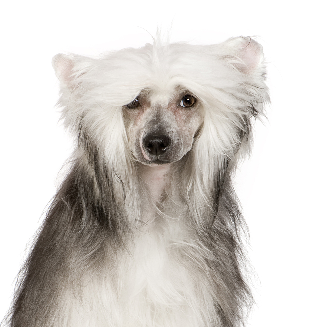 Chinese crested powderpuff