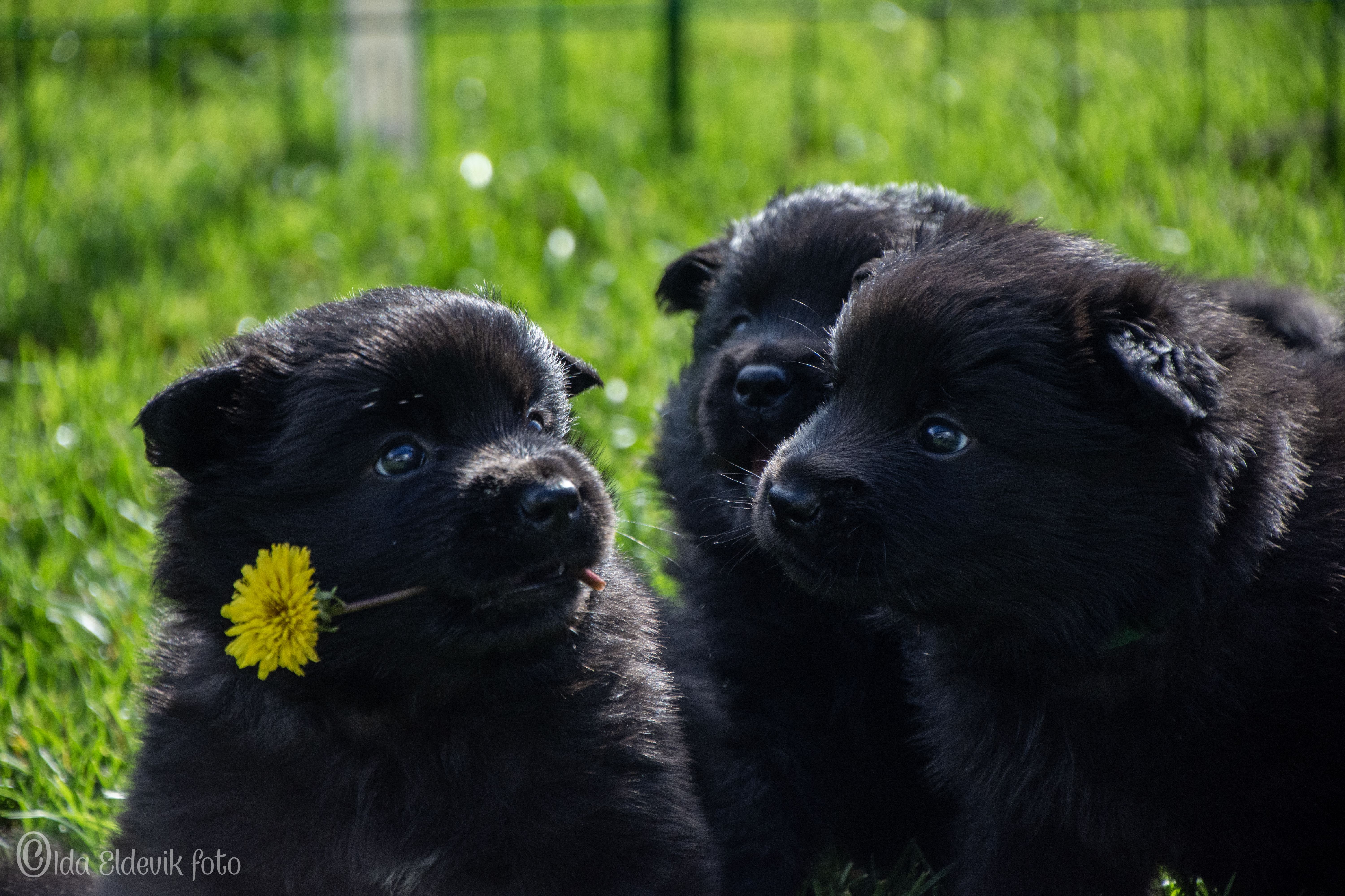 Svensk lapphund
