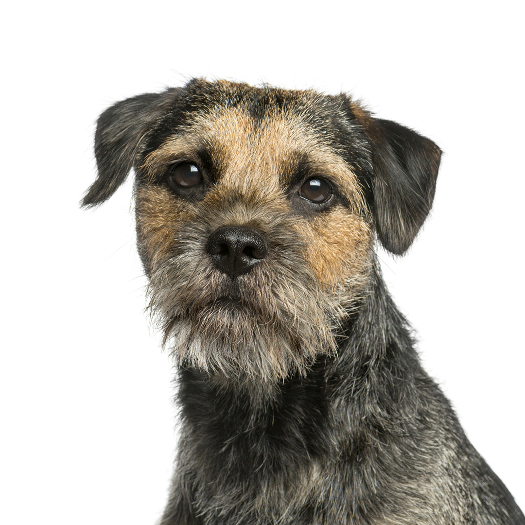 Border terrier