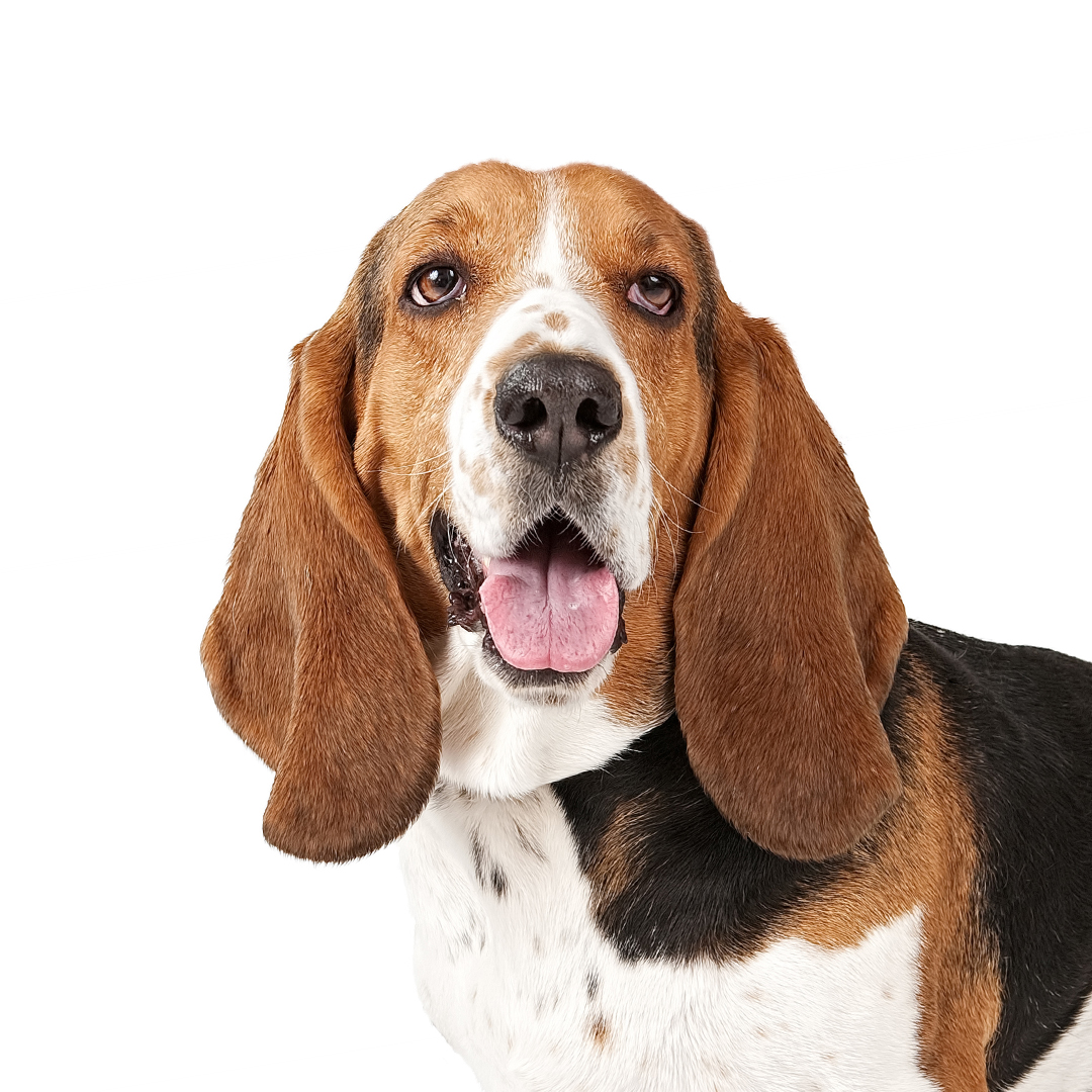 Basset hound