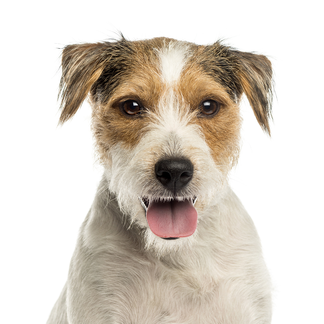 Parson russell terrier Parson russell terrier
