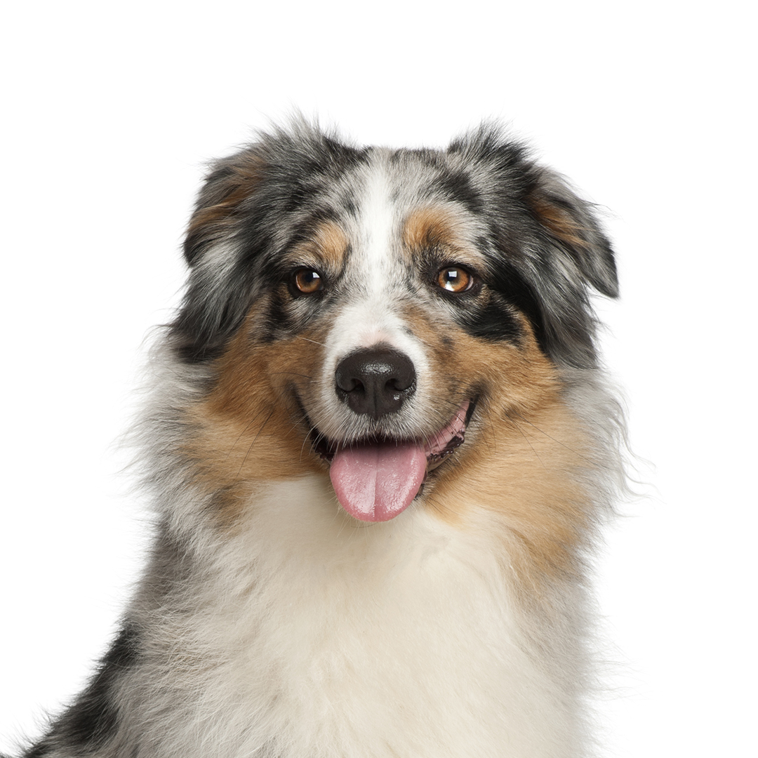 Australian shepherd