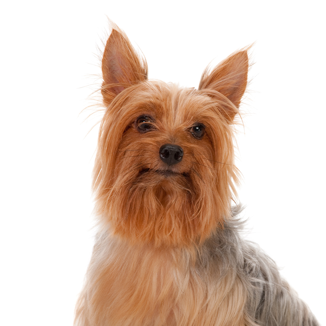 Silky terrier Silky terrier