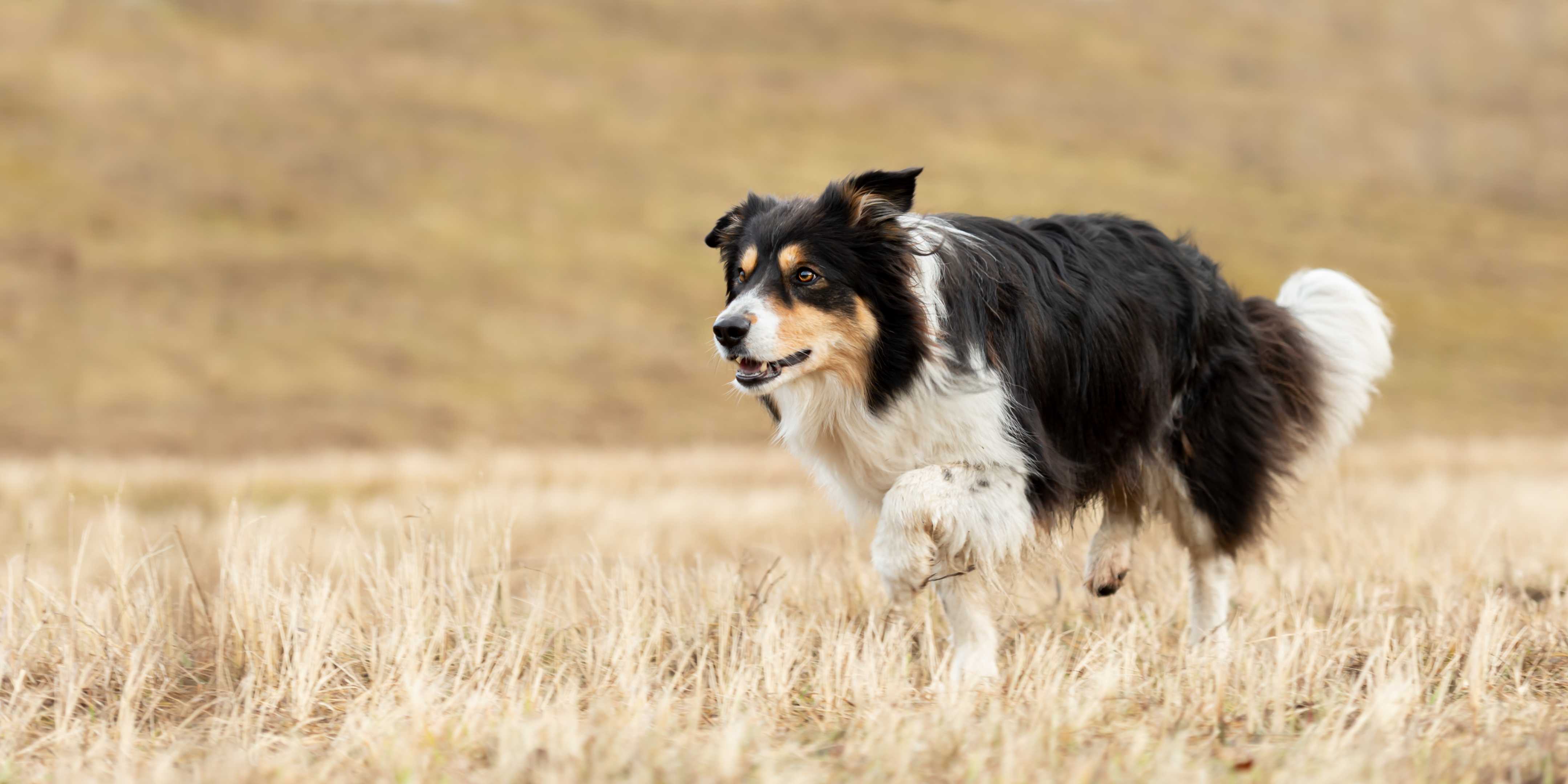 Border collie