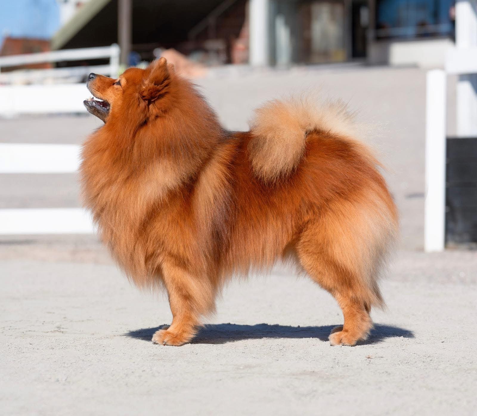 Damarazin Naurava Napakymppi Damarazin Naurava Napakymppi