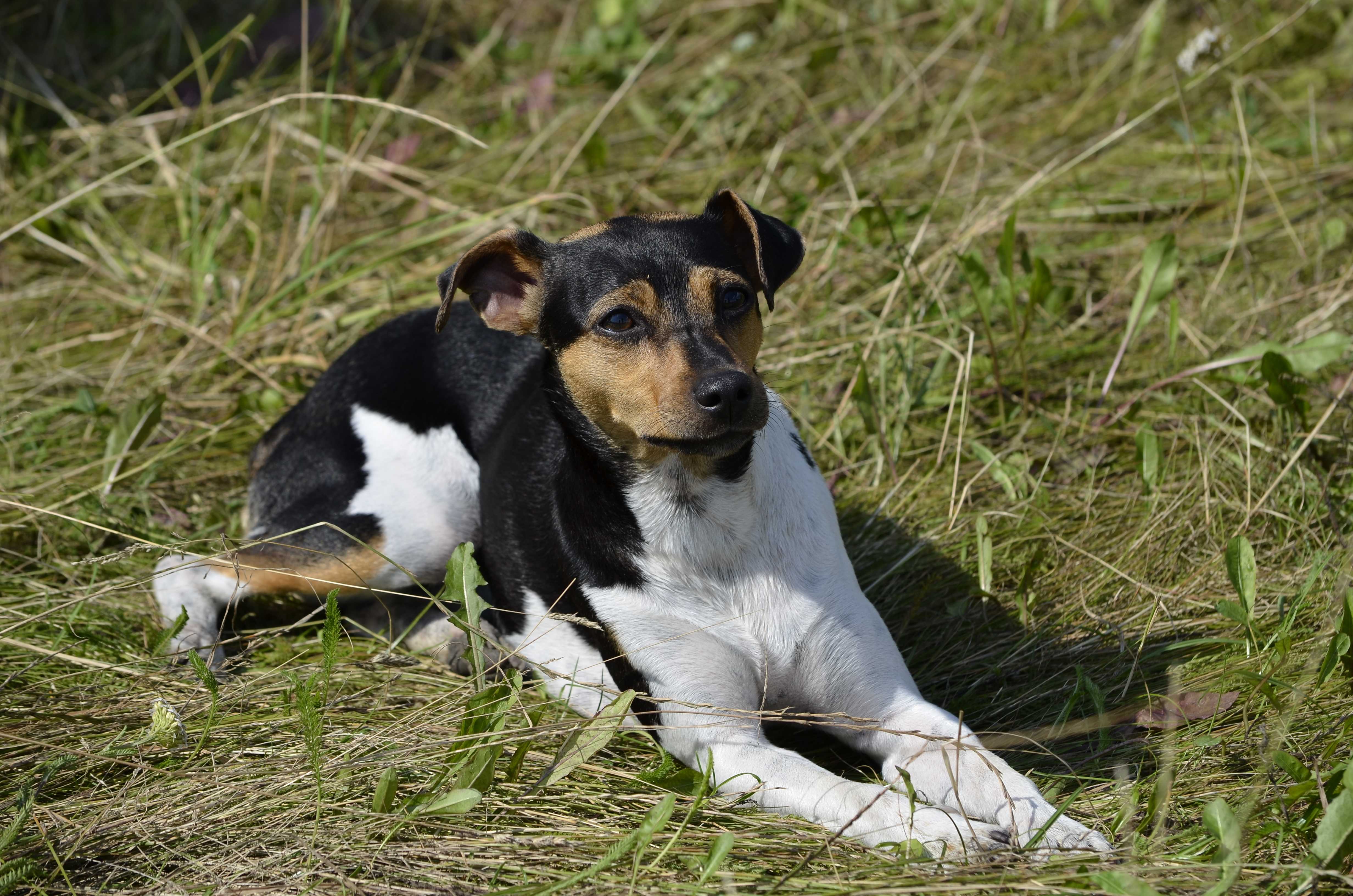 Brasiliansk terrier