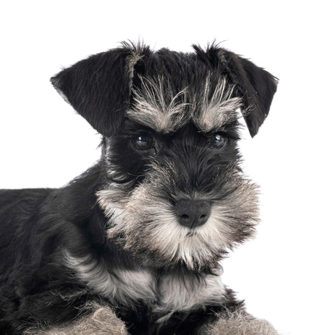 Dvergschnauzer sort/silver Dvergschnauzer sort/silver