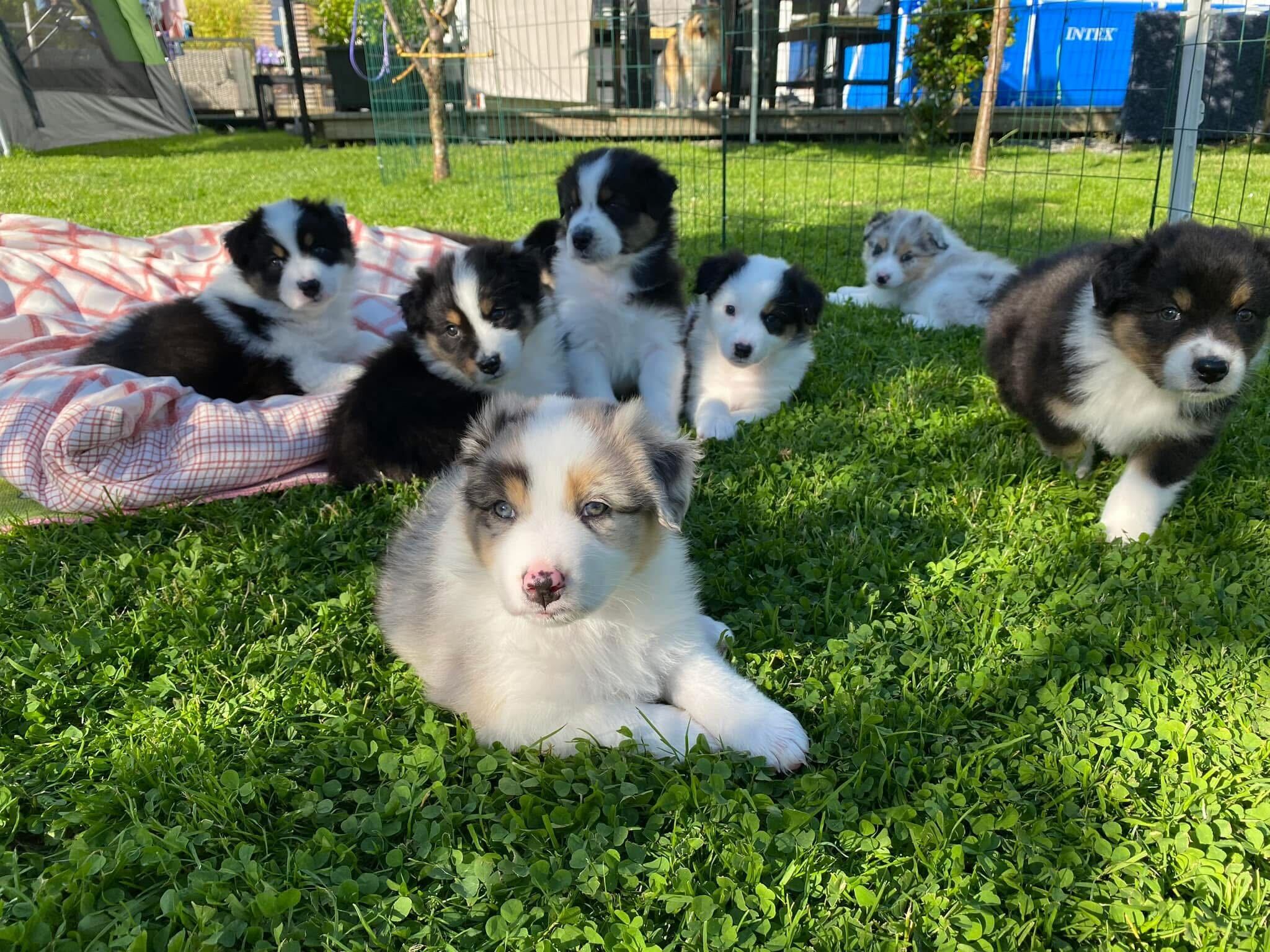 Kennel Kysthyrden - Oppdrett av Australian Shepherd og Shetland Sheepdog