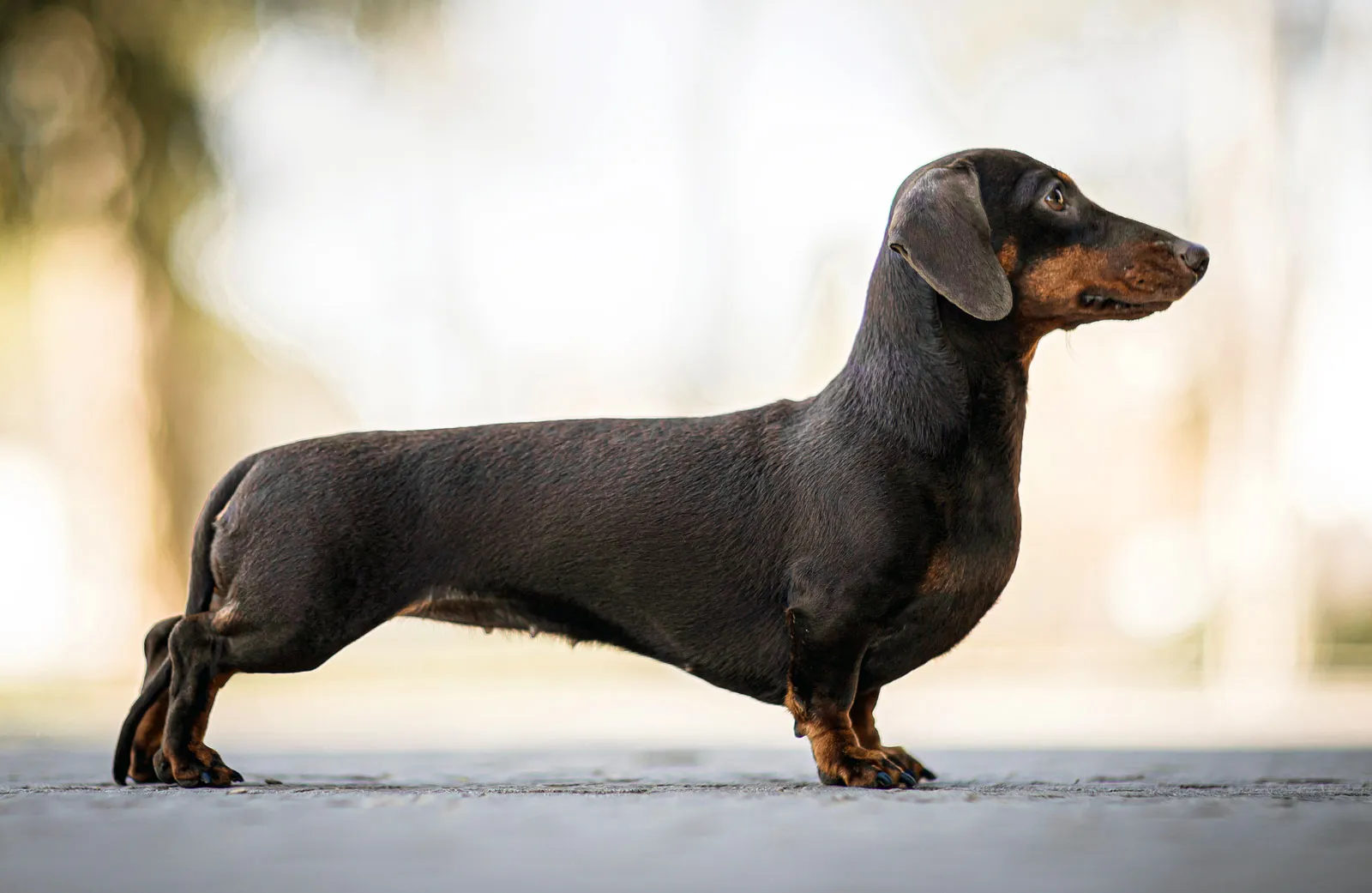 Dvergdachshund korthåret