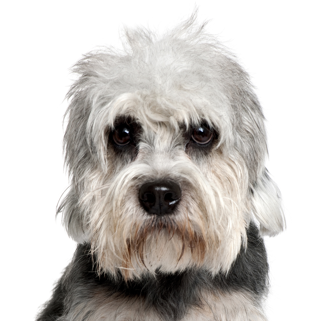 Dandie dinmont terrier Dandie dinmont terrier