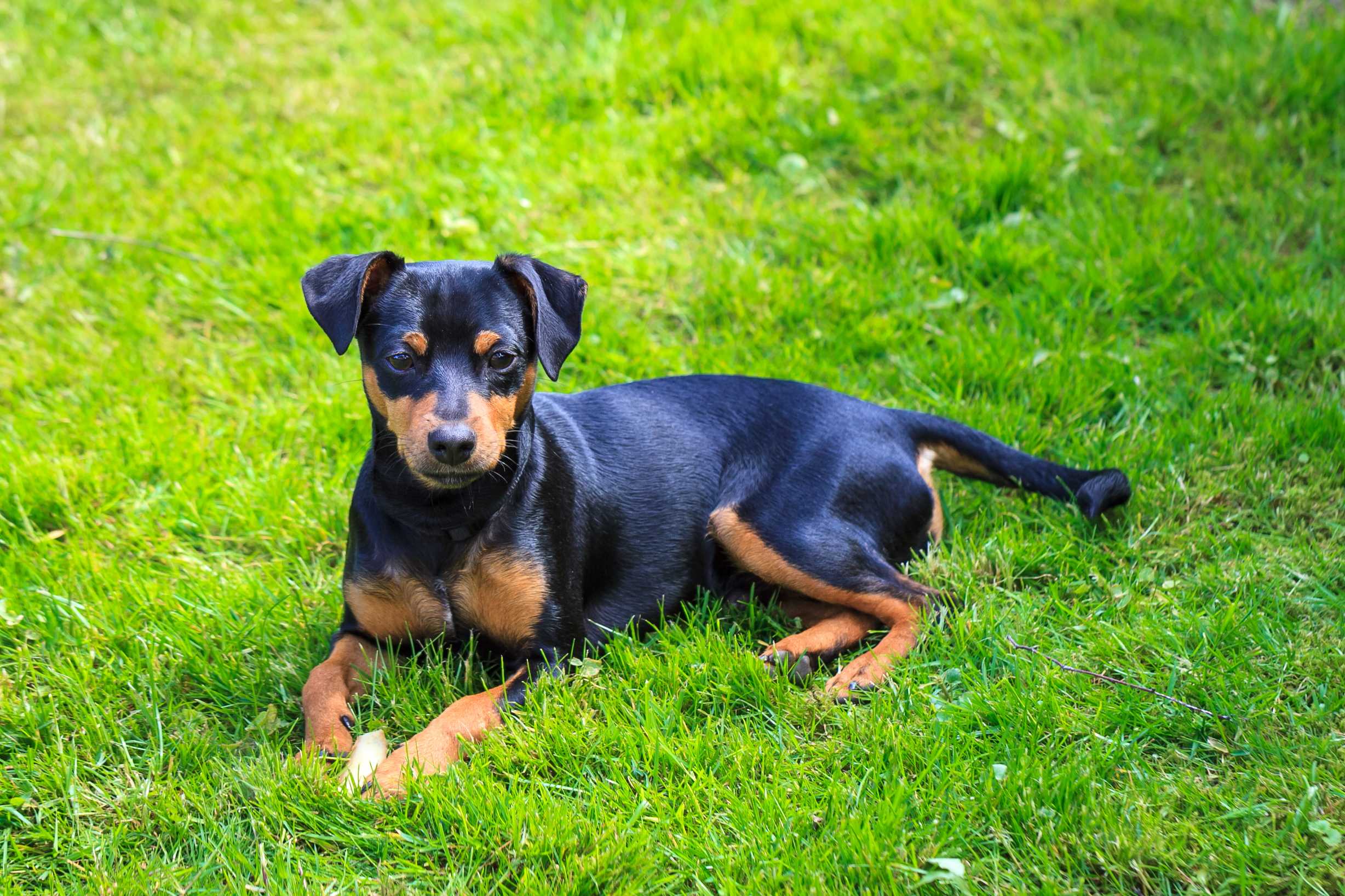 Dvergpinscher