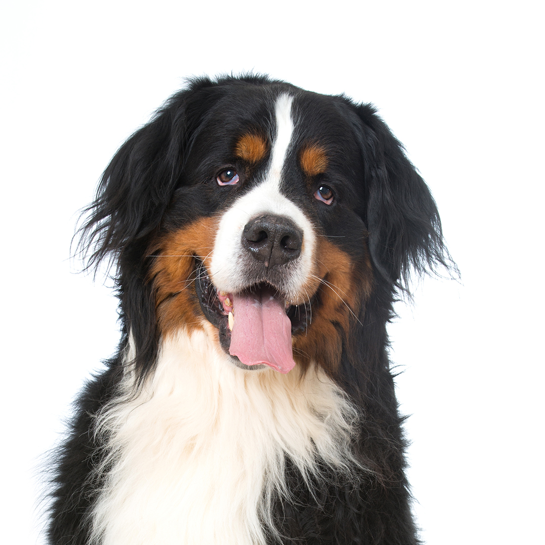 Berner sennenhund