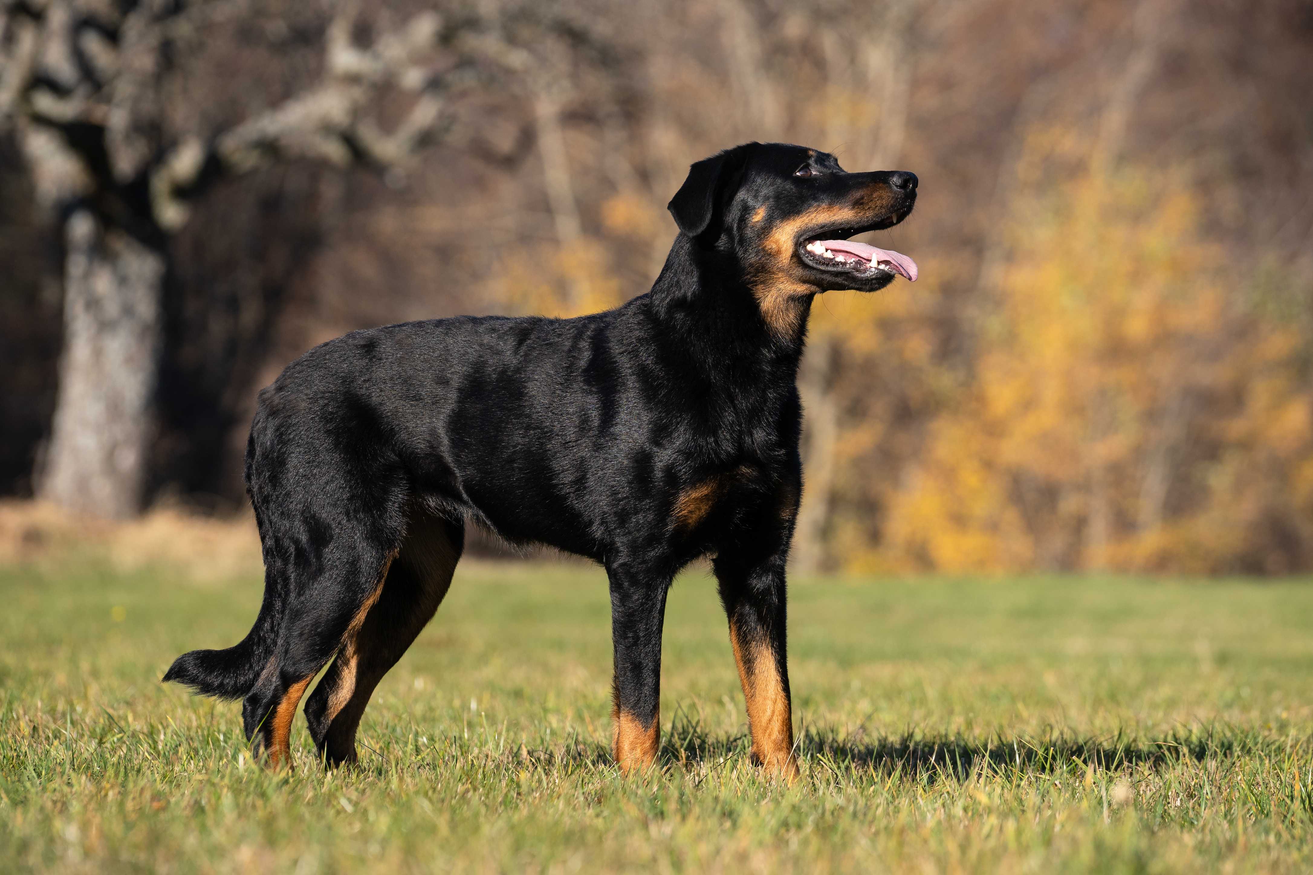 Beauceron