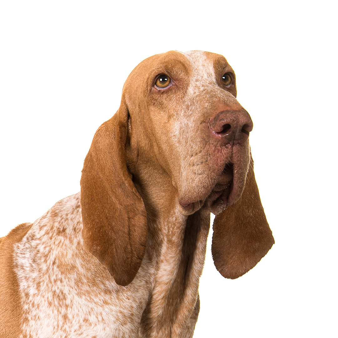 Bracco italiano