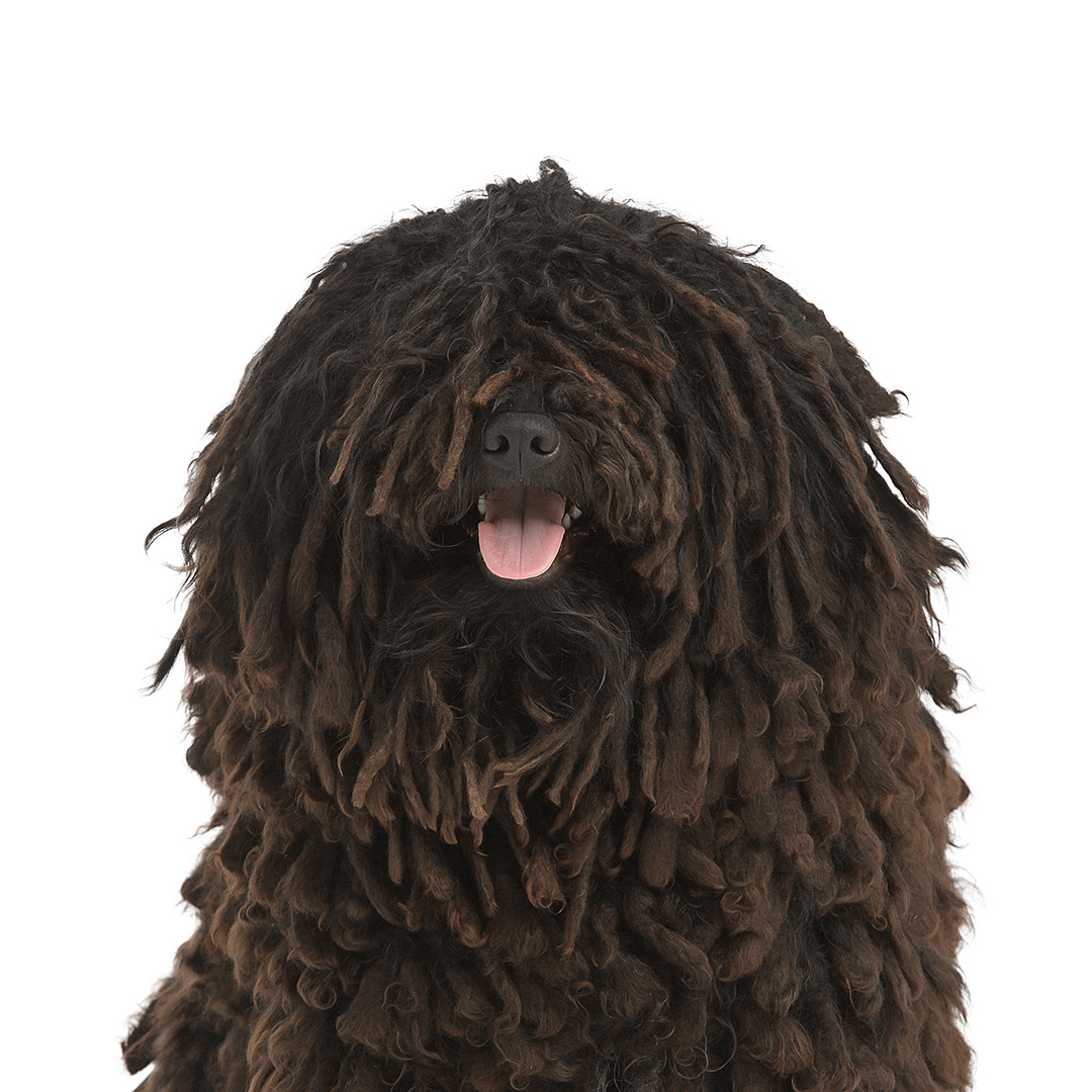 Puli Puli