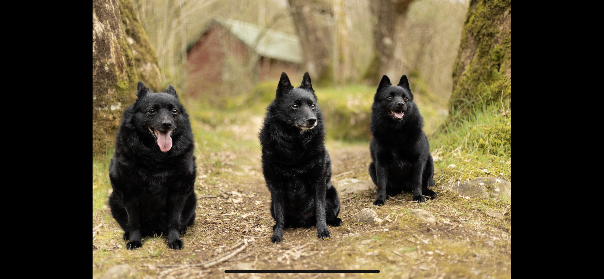 Kennel Jærschippen 