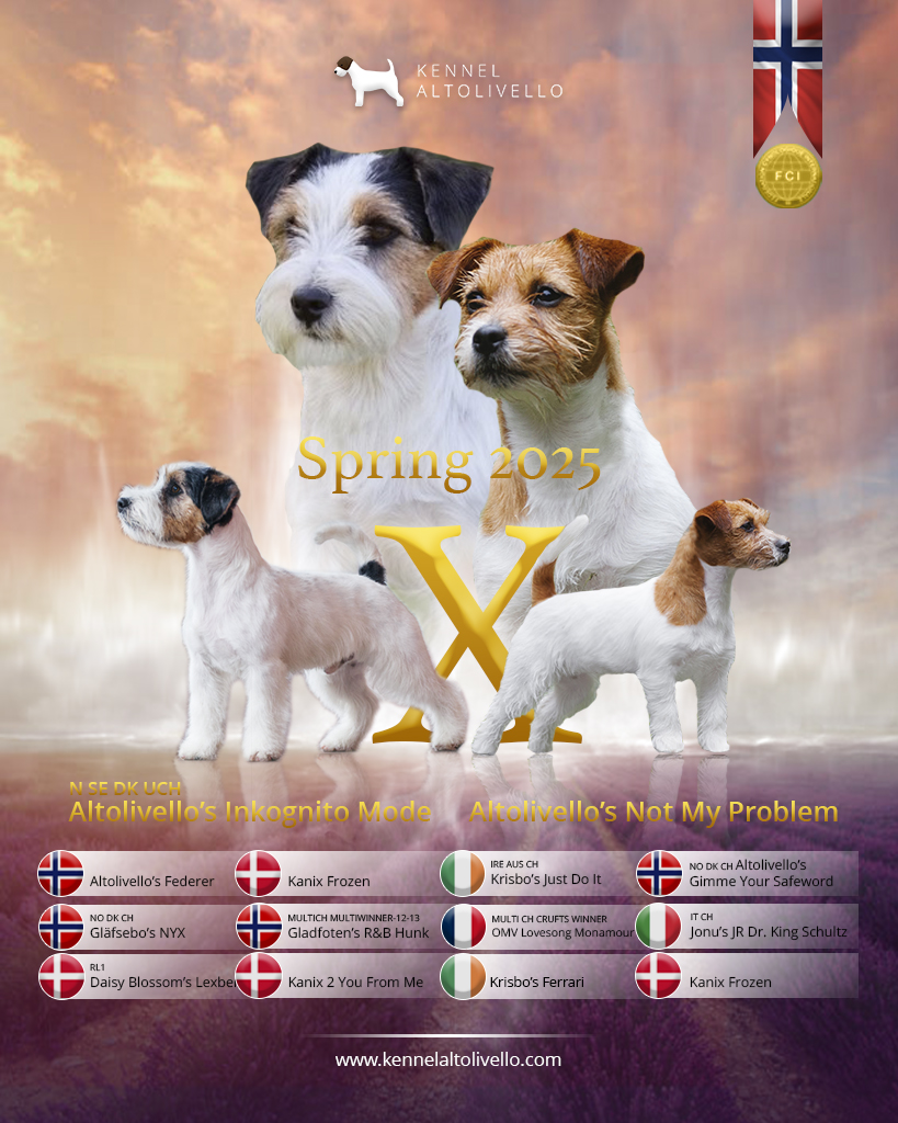 Jack russell terrier