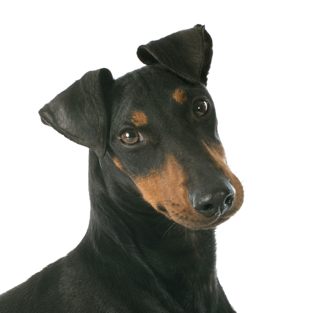 Manchester terrier Manchester terrier