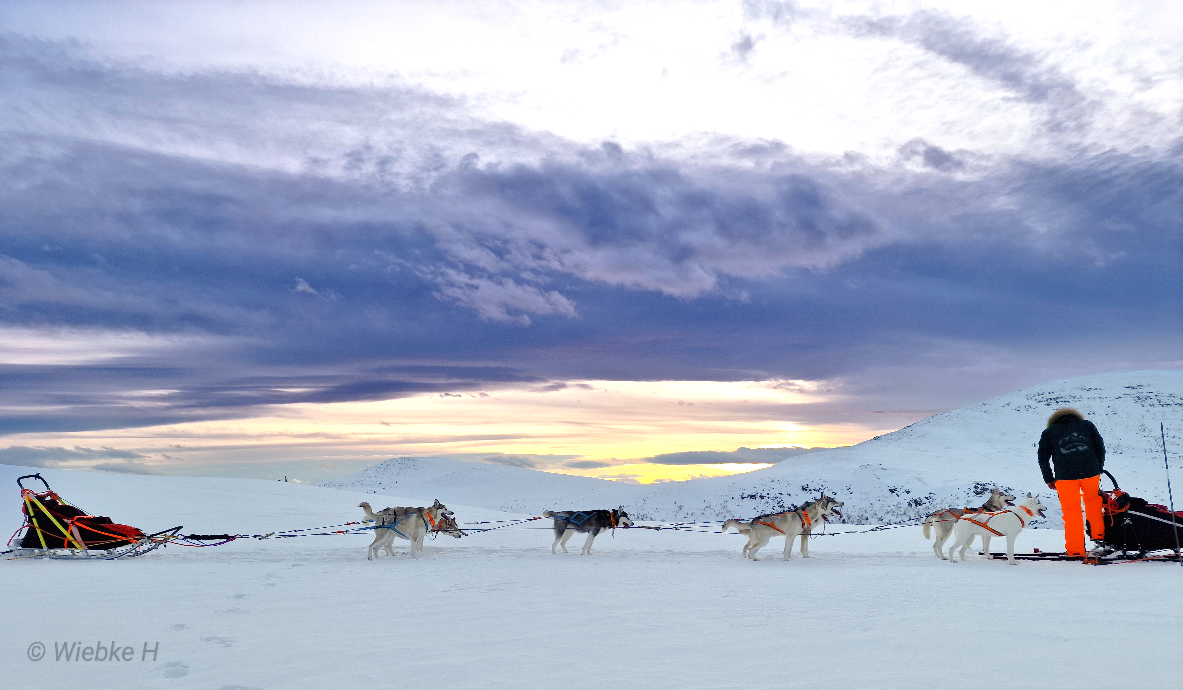 Active Siberians
