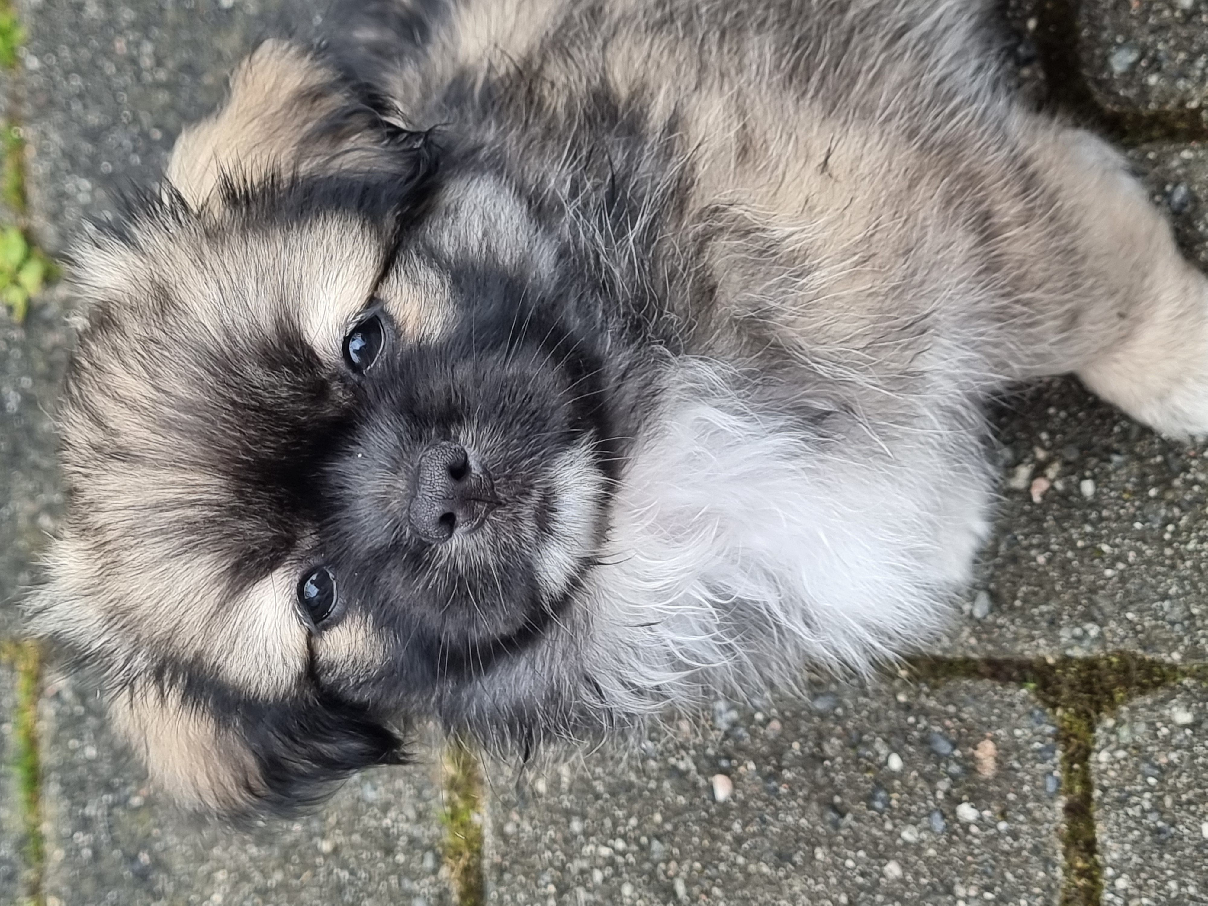Linus Linus