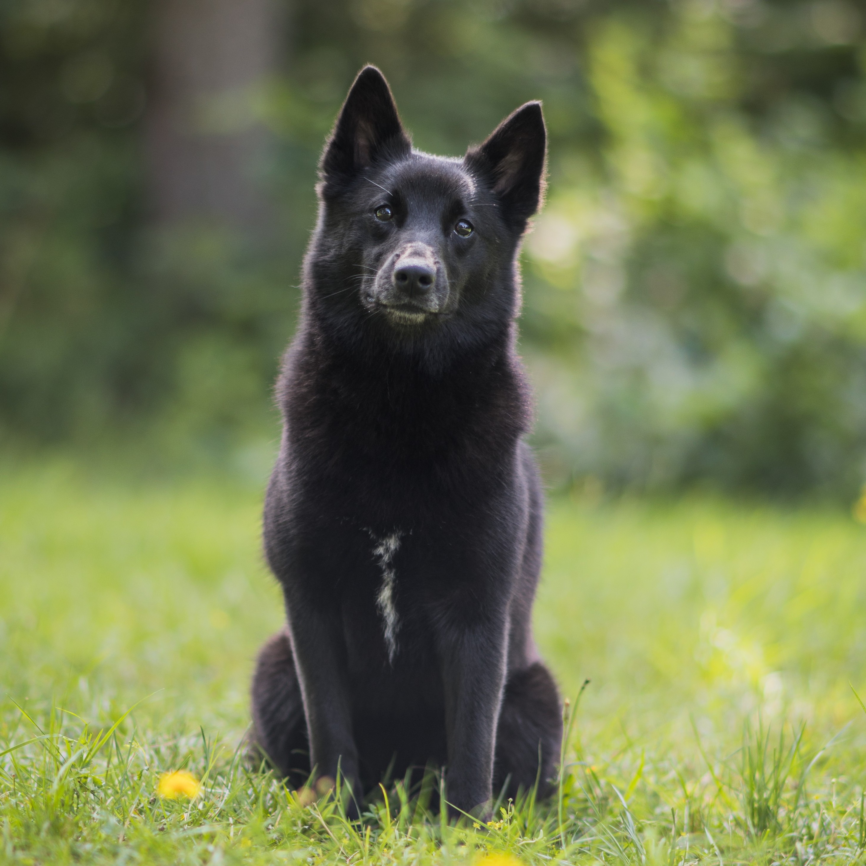 Granskauens Borgny Ranghildsdotter