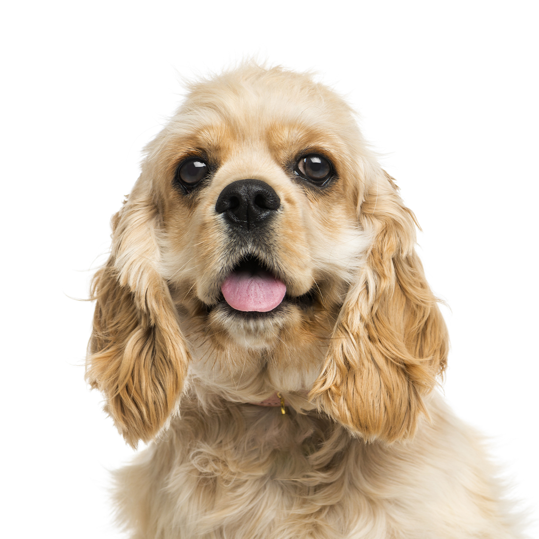 Amerikansk cocker spaniel