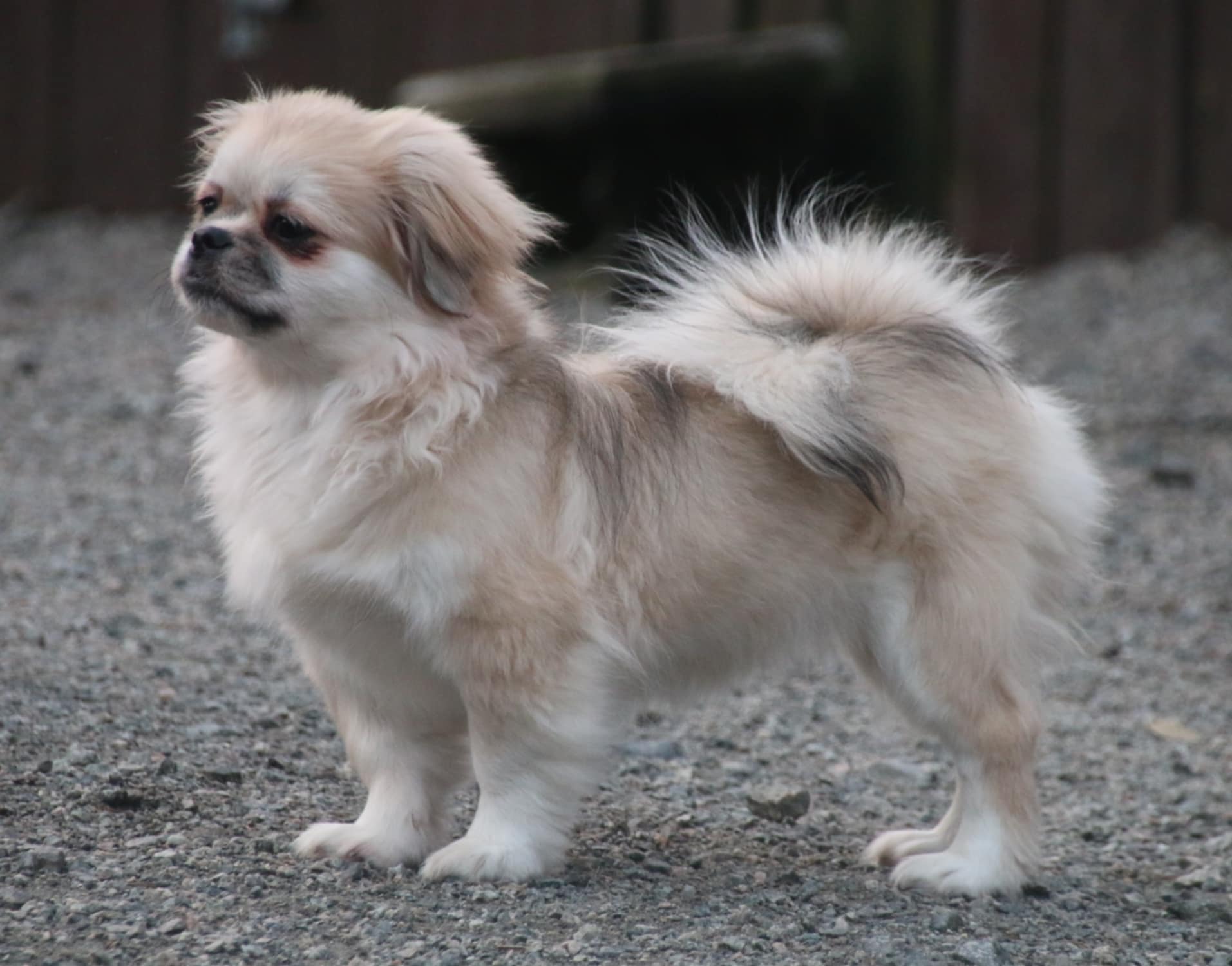 Tibetansk spaniel