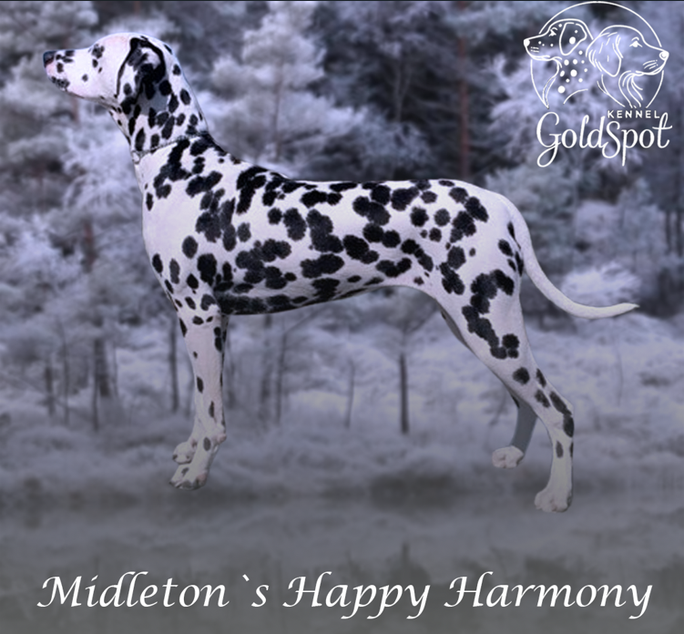 Midletons Happy Harmony