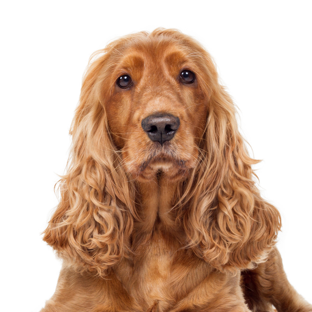 Cocker spaniel