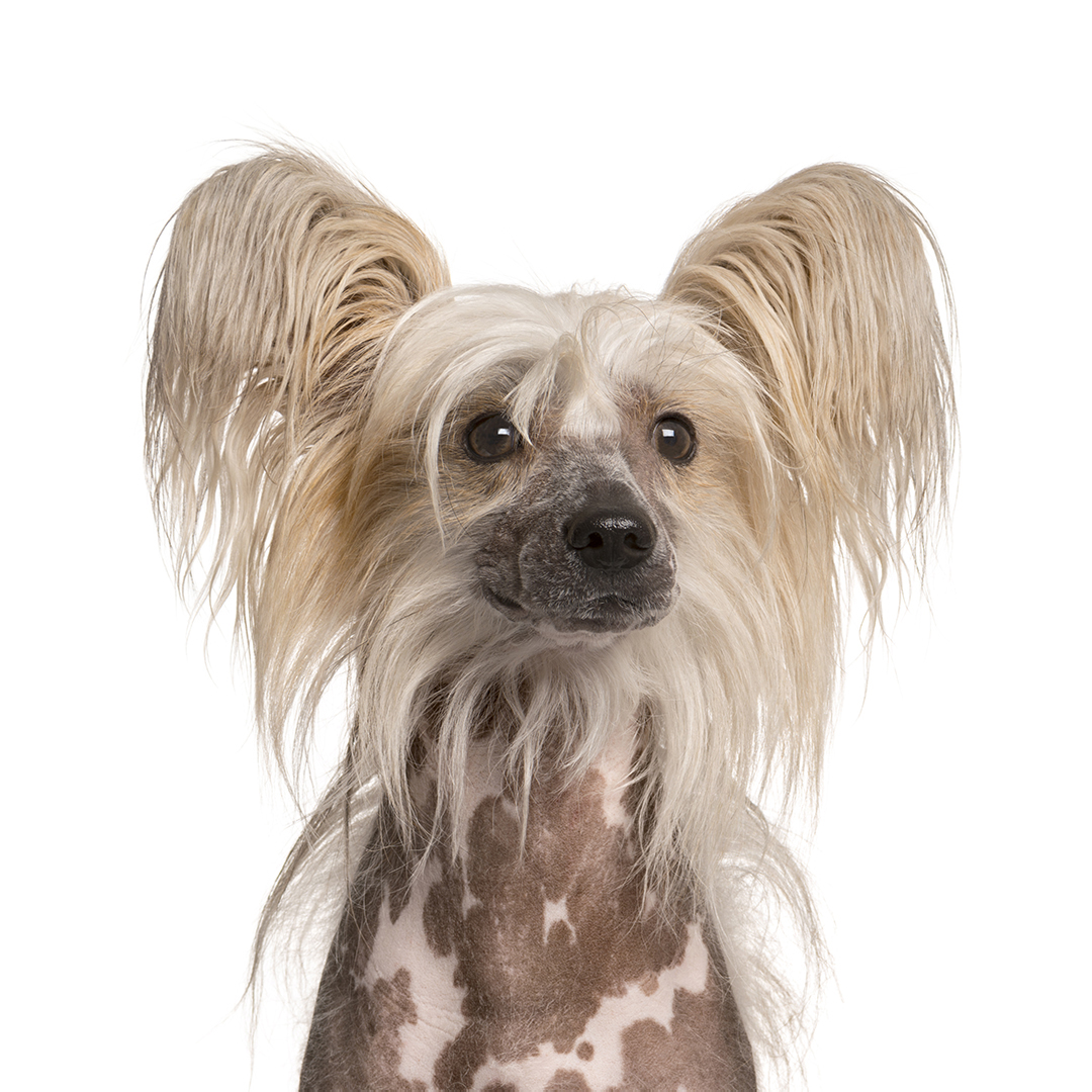 Chinese crested