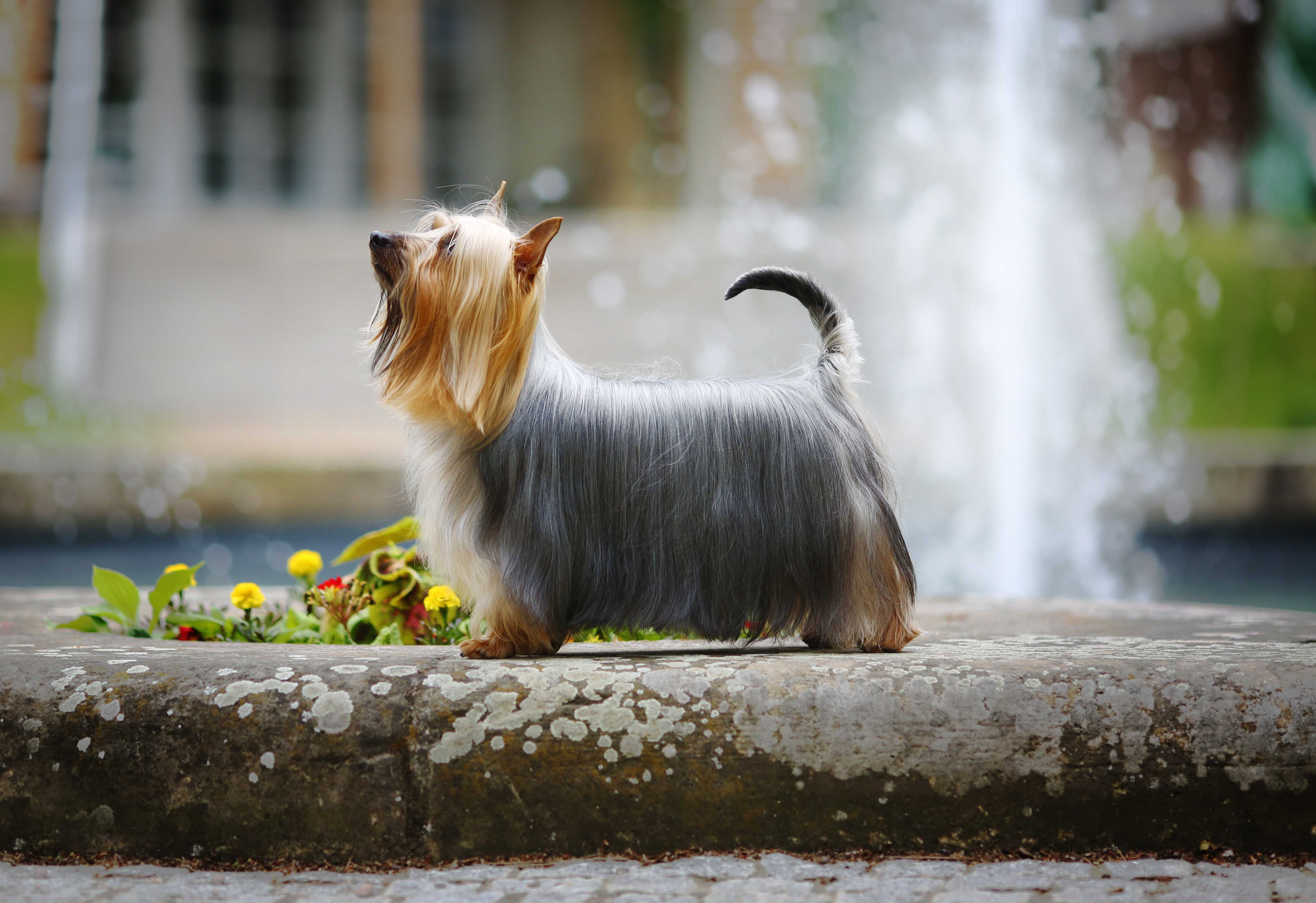 Silky terrier Silky terrier