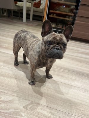 Bulldogtoppens Elsa