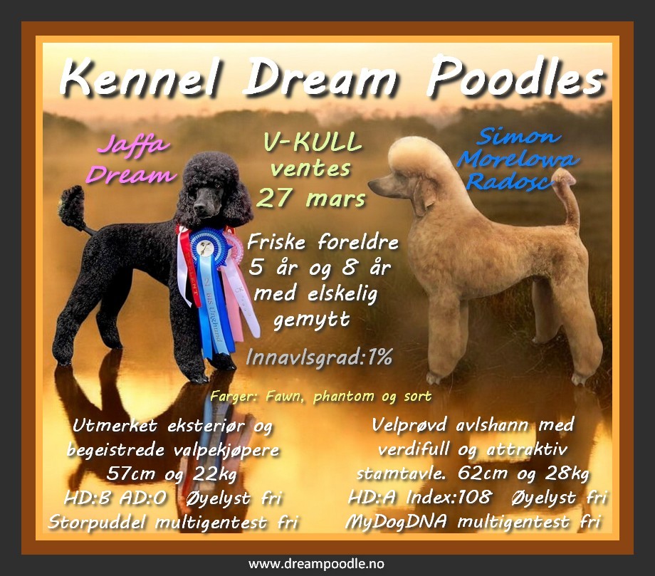 Dream Poodles