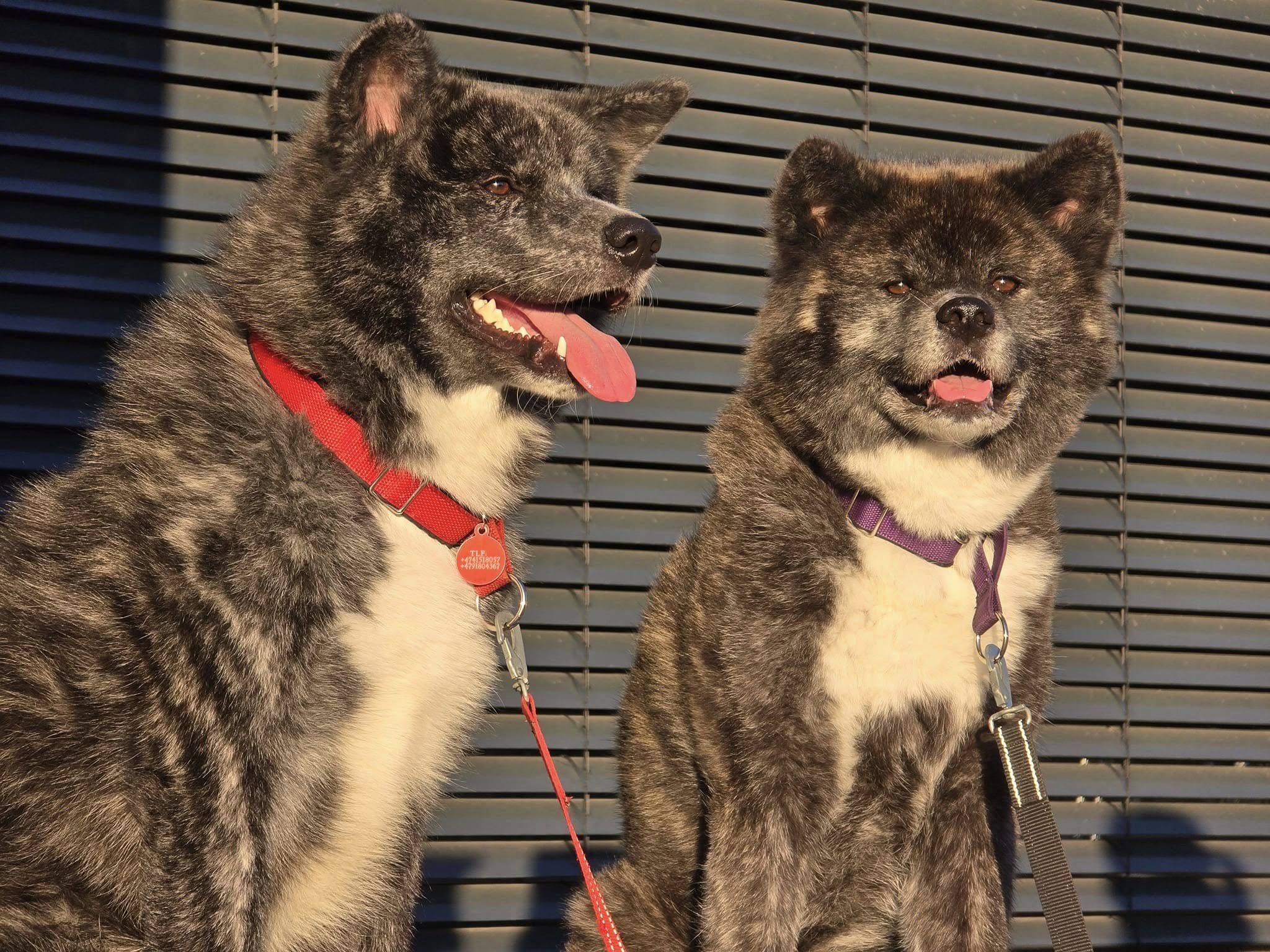 Kennel Linekjørven – Naturlig og robust oppdrett av Akita