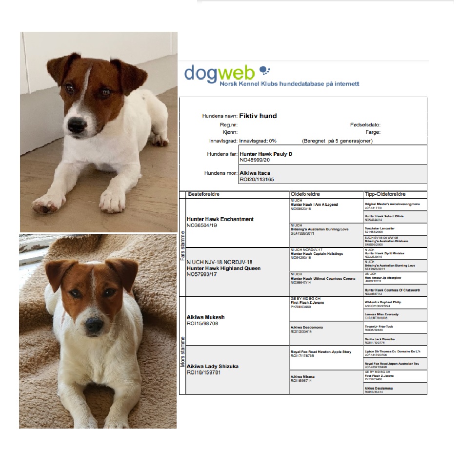 Jack russell terrier