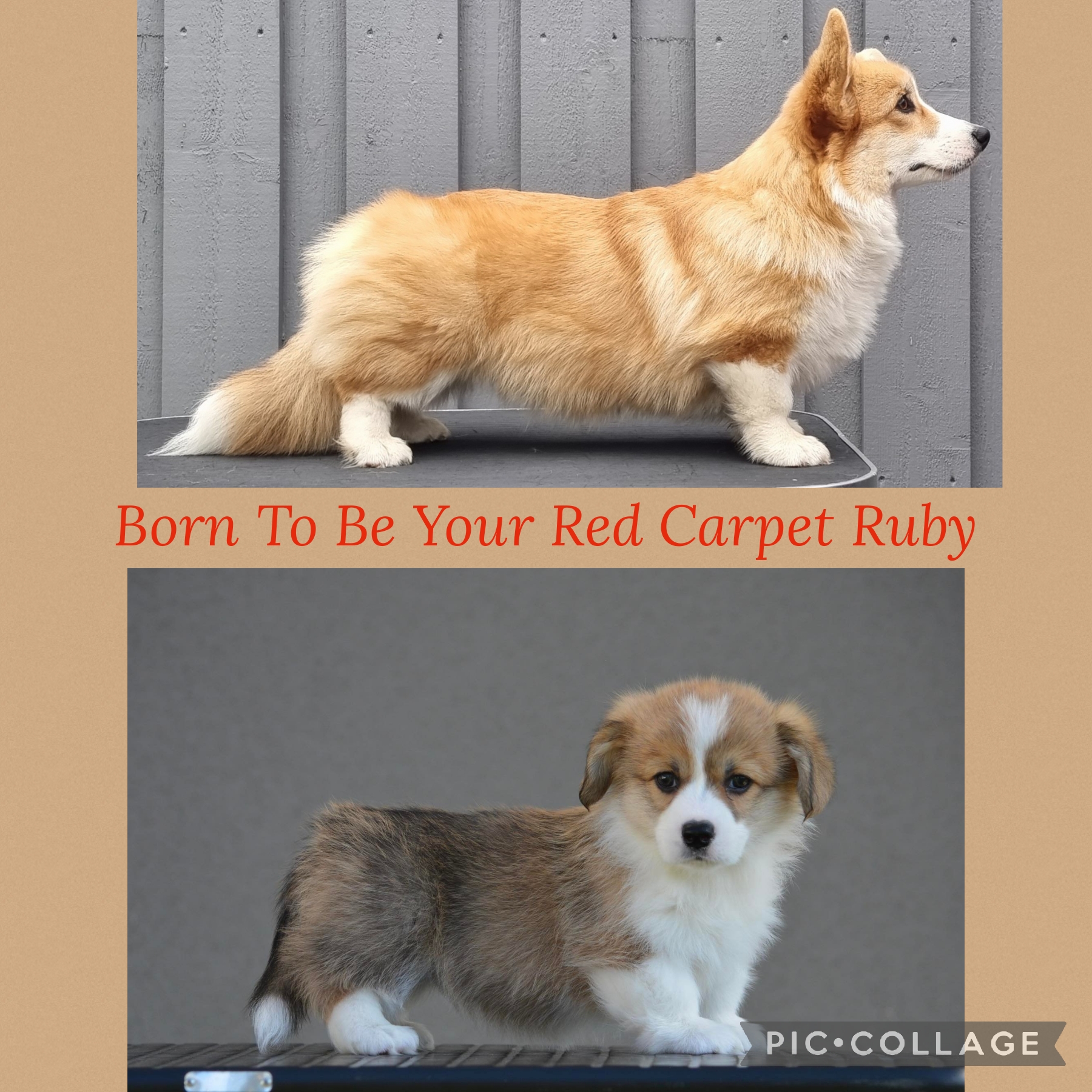 Born To Be Your Red Carpet Ruby 