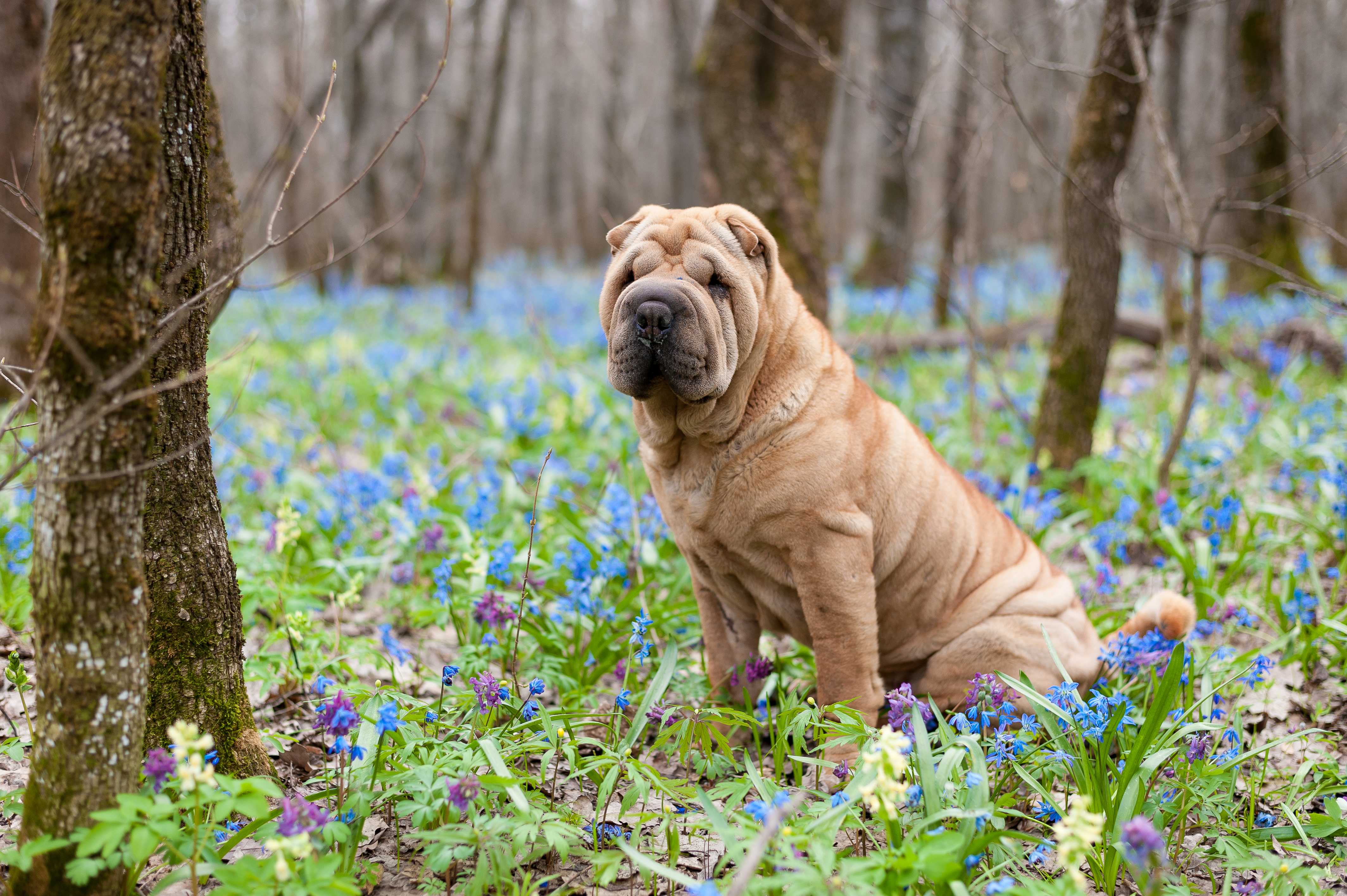 Shar Pei Shar Pei