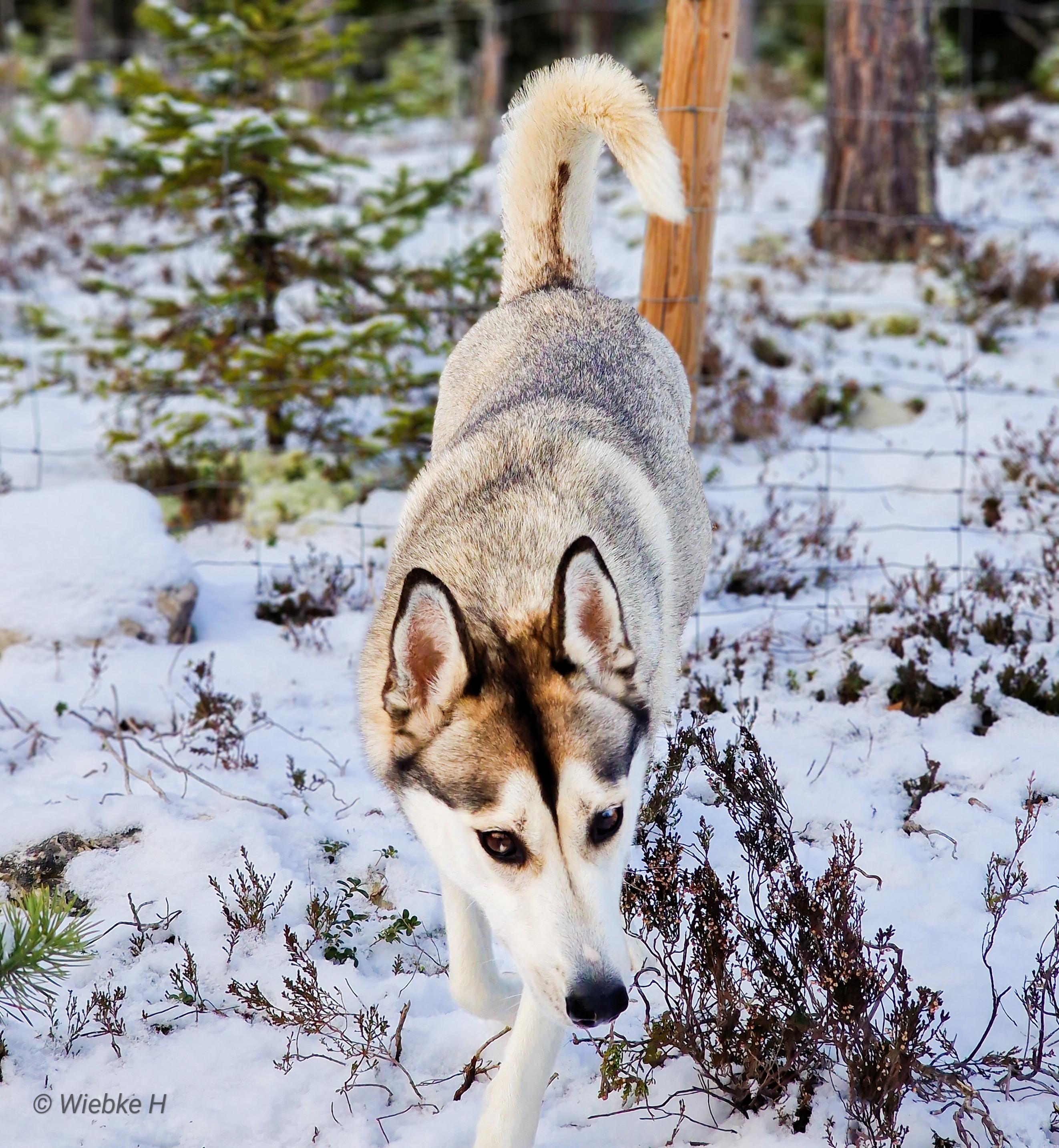 NTCH Sheza Classic Epica (Kaska)