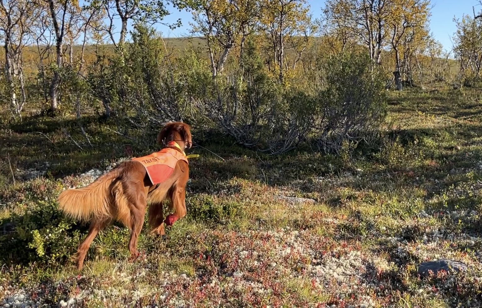 Kennel Gaggarypa