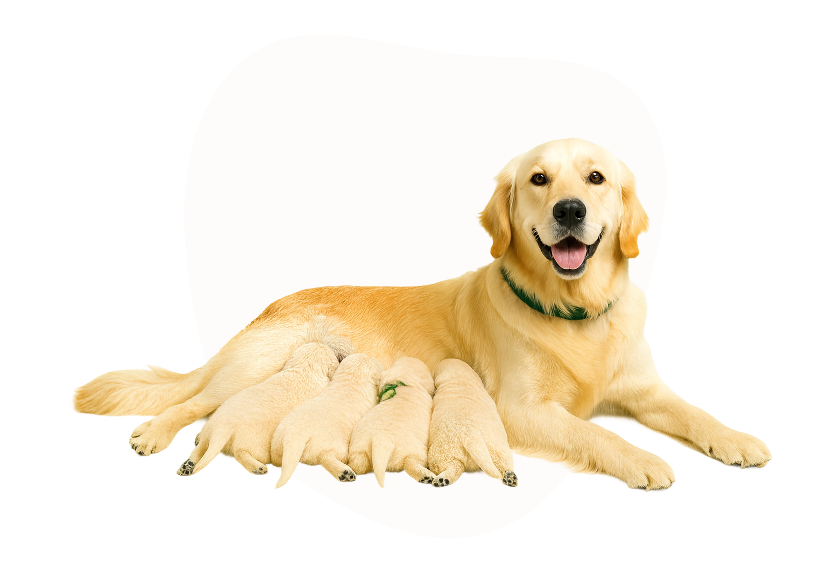 Tegn på at fødselen er i gang – og hvordan du hjelper tispen trygt gjennom valpingen Tegn på at fødselen er i gang – og hvordan du hjelper tispen trygt gjennom valpingen