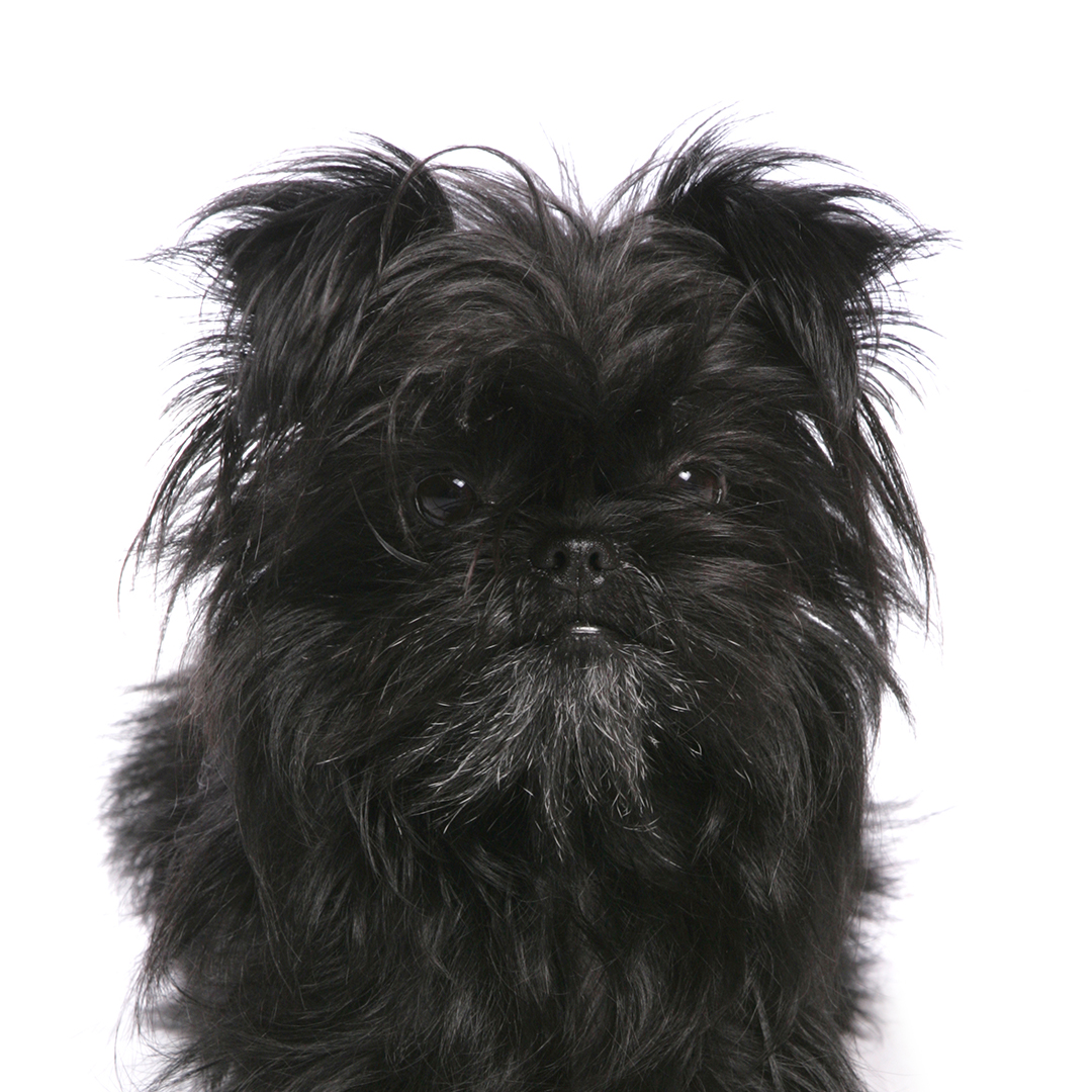 Affenpinscher