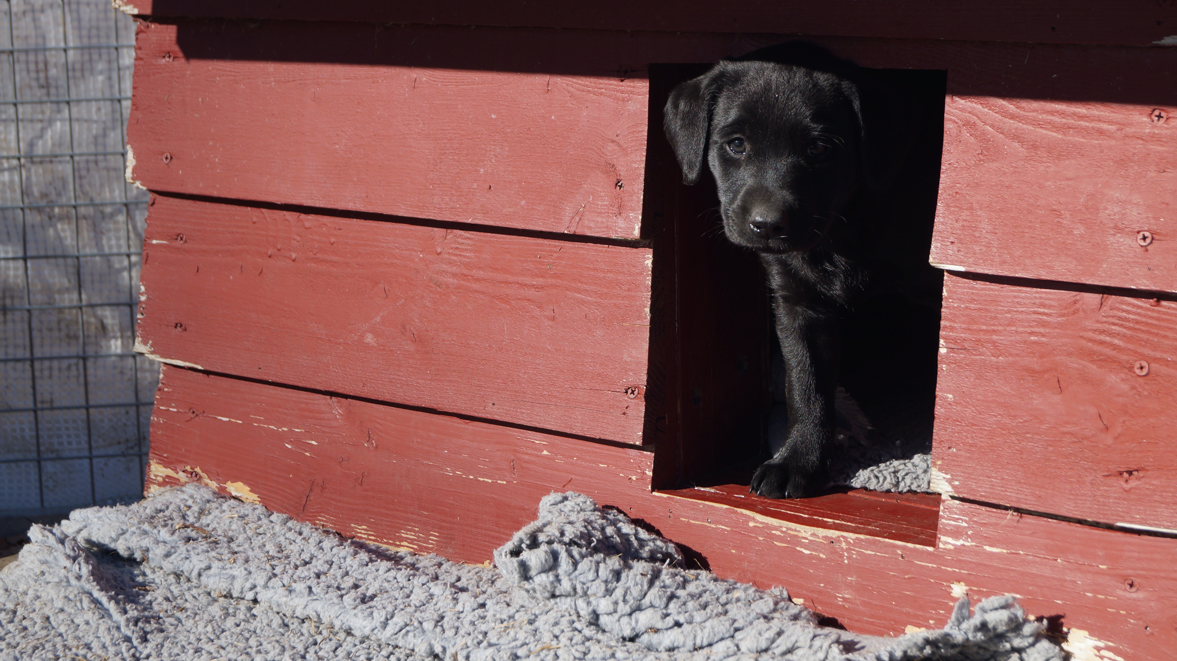 Kennel Soft Rush Kennel Soft Rush