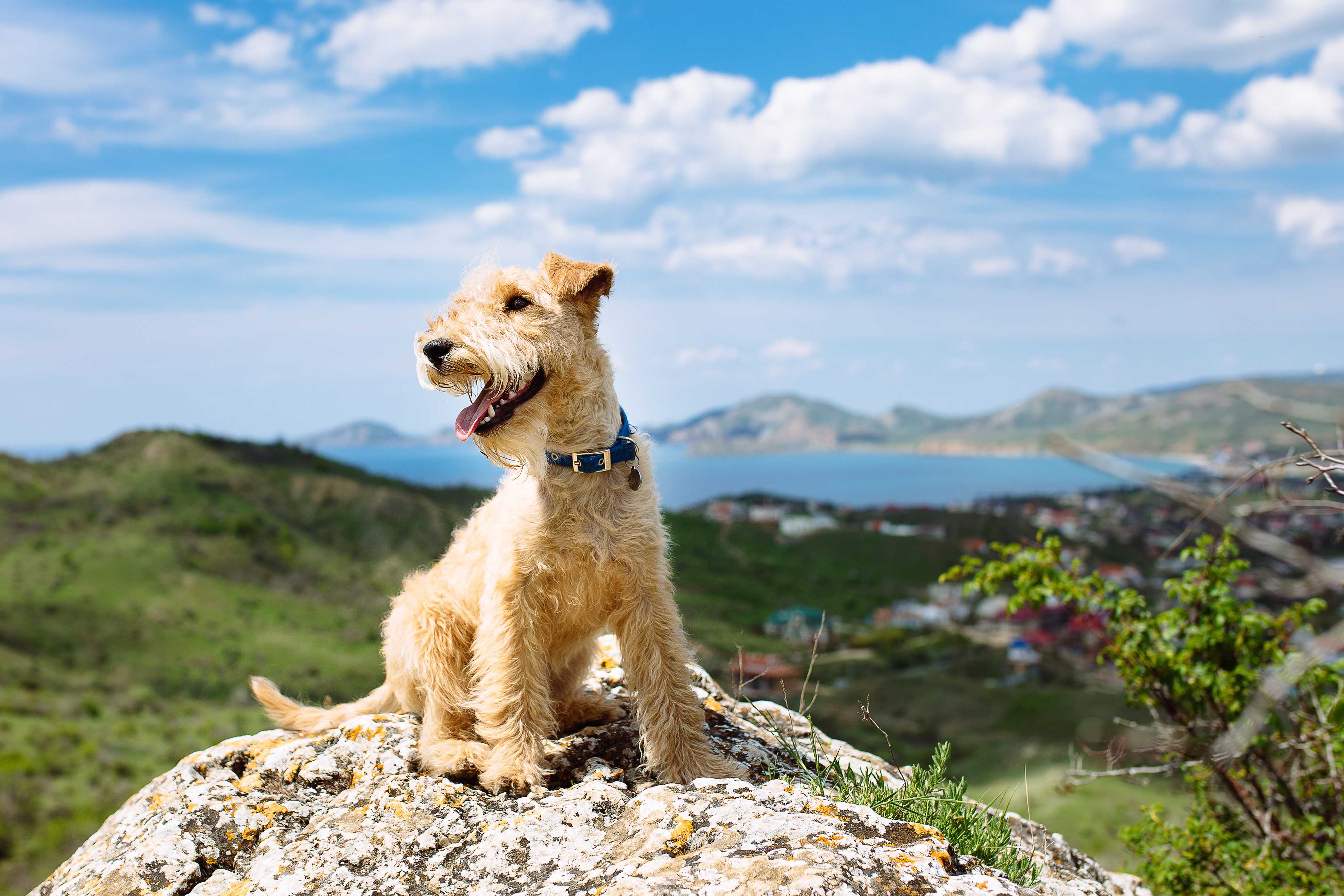Lakeland terrier Lakeland terrier