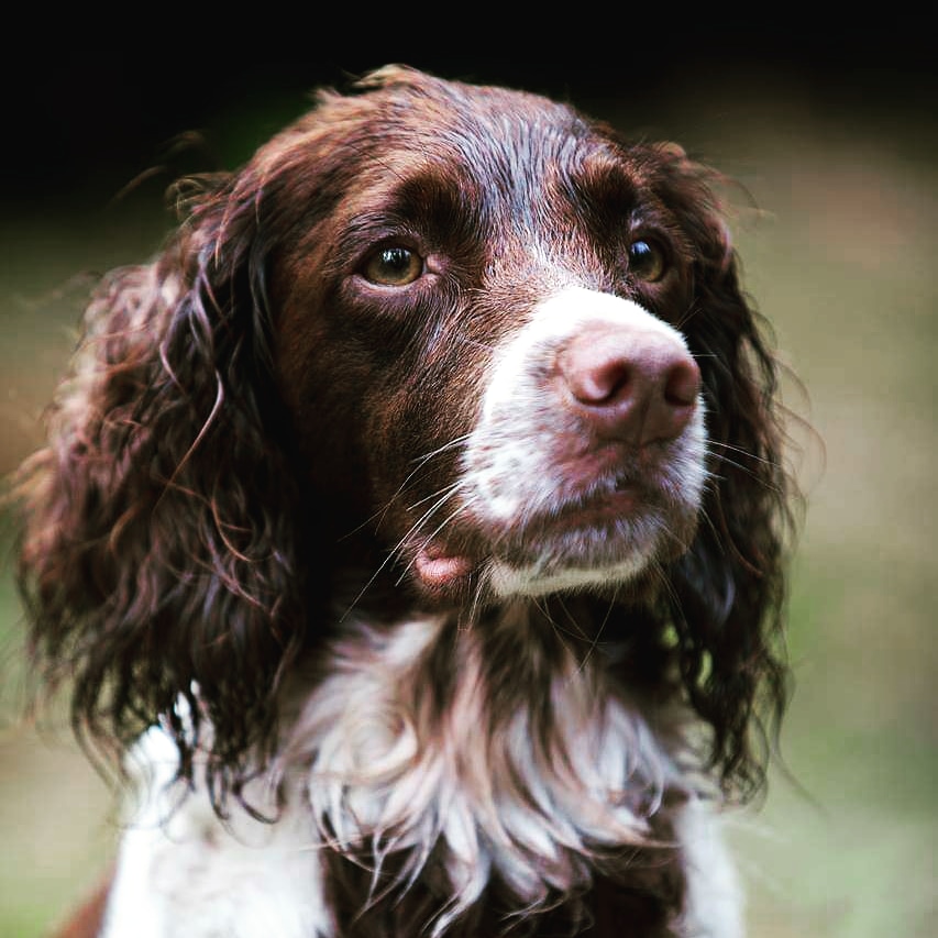 Spanielplassens Ifa